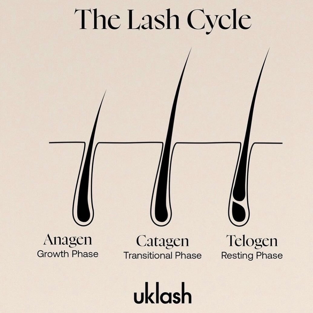 The Lash Cycle 🌿

Did you know there are 3 phases to your lash growth cycle?

🌿 Anagen - growth phase
🌿 Catagen - transitional phase
🌿 Telogen - resting phase

Each phase has its own timeline, which is affected by your genes, age, nutrition, and 