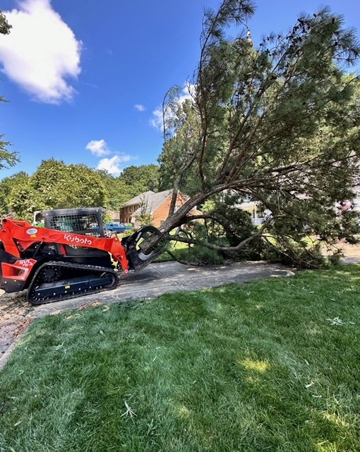 Chop & Drop Tree Service removing a Virginia Beach tree canopy safely with the use of arborist mats to protect the client's yard.