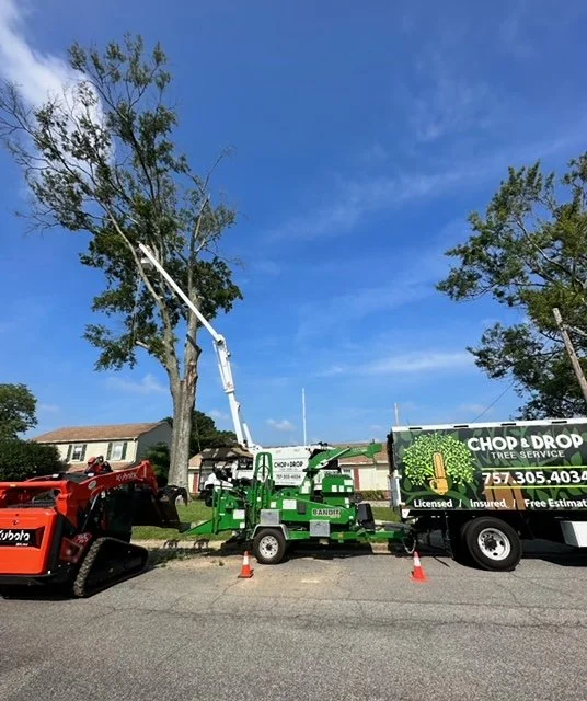 A tree trimming crew using a bucket truck to trim a tall tree in a Virginia Beach neighborhood street, with a Chop & Drop tree service truck.