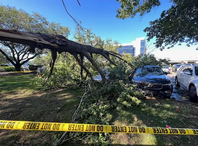 Chop and Drop Tree Service | Tree Service Company Virginia Beach