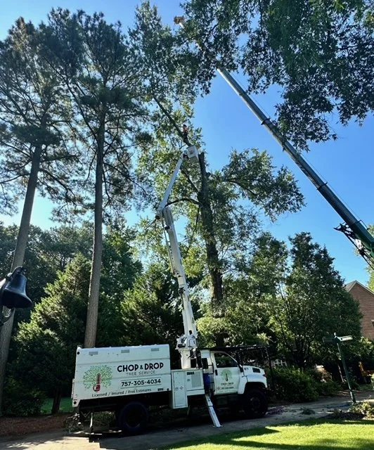 Chop and Drop Tree removal service truck with an lift working on a tall tree canopy in residential Virginia Beach, VA.
