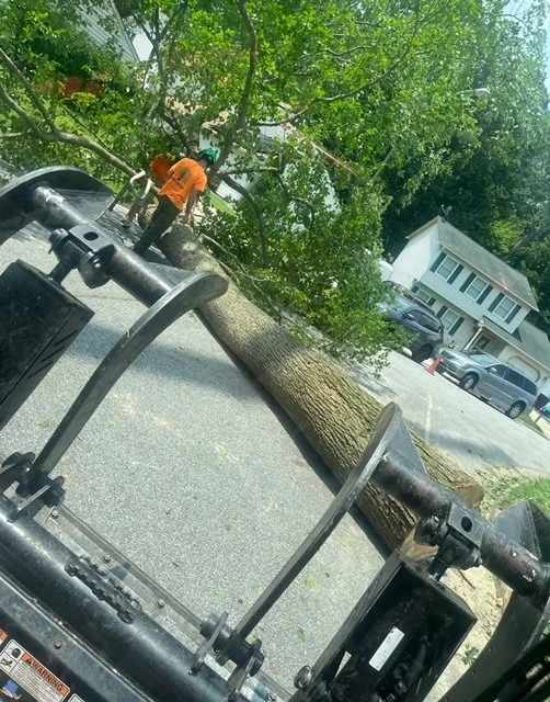 A fallen tree from storm damage in Virginia Beach blocking the street safely being removed by Chop and Drop Tree Service