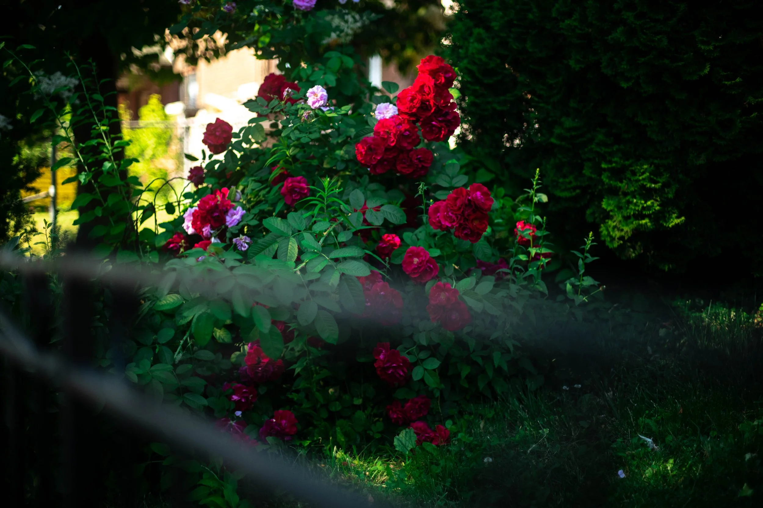 Copy of P1001586.jpg