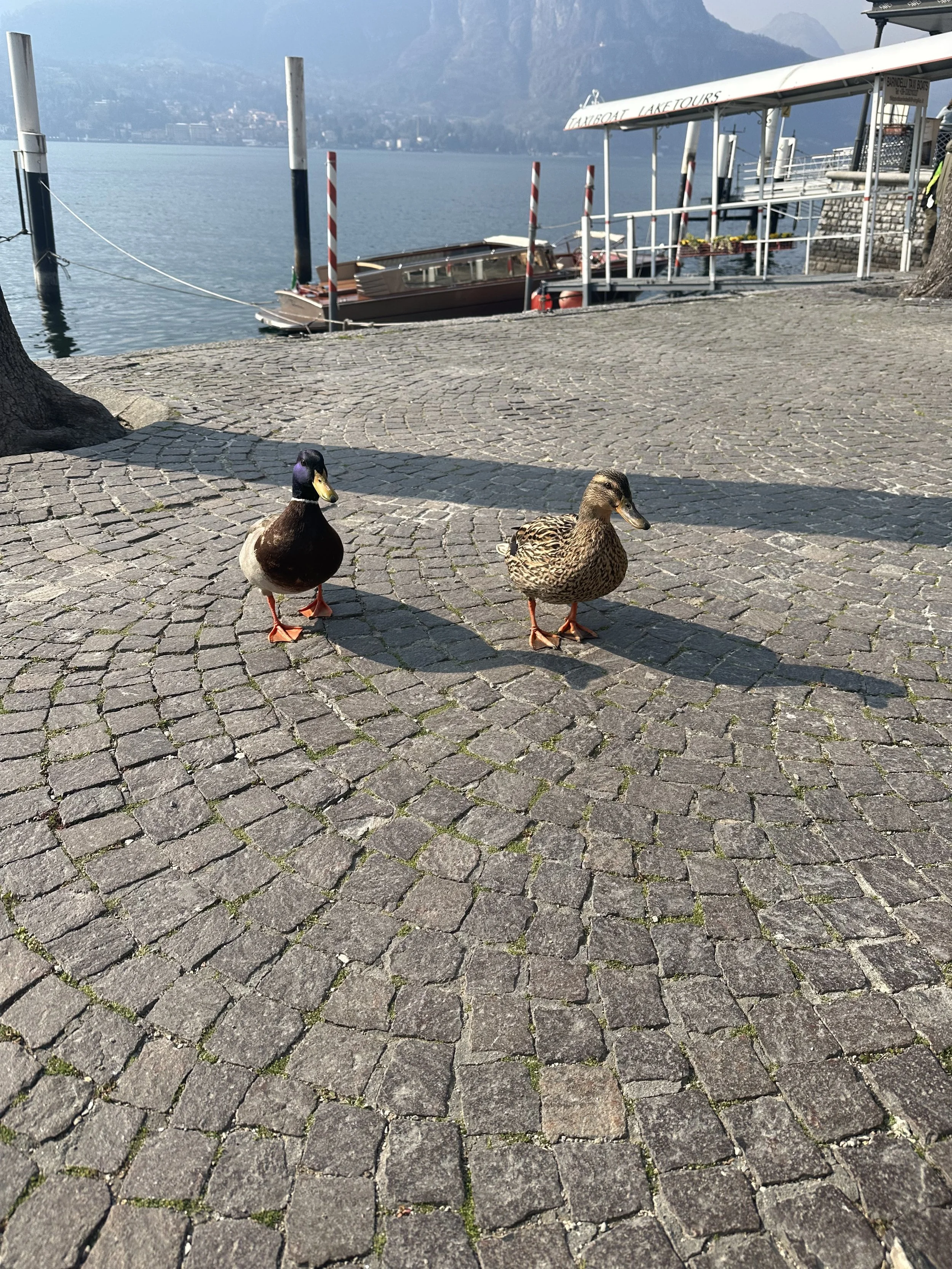 IMG_1094.jpeg