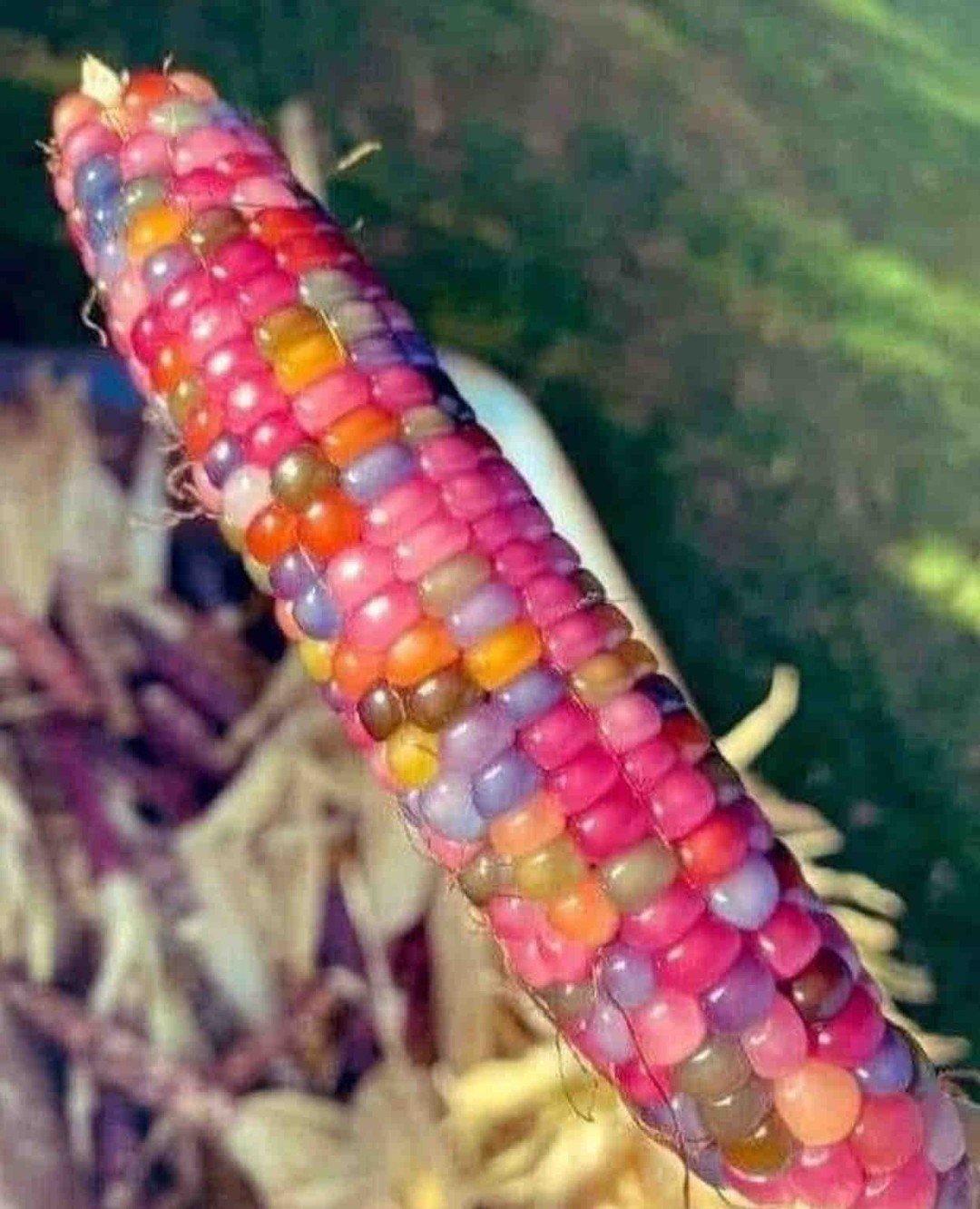 Pre-colonization Glass Gem Corn, Indigenous to North America, regrown by a #Cherokee farmer in #Oklahoma. This particular corn is a mix of ancient #Pawnee, #Osage and Cherokee varieties.
#epic #sharingiscaring #truth #choctaw #IndigenousIngredients  