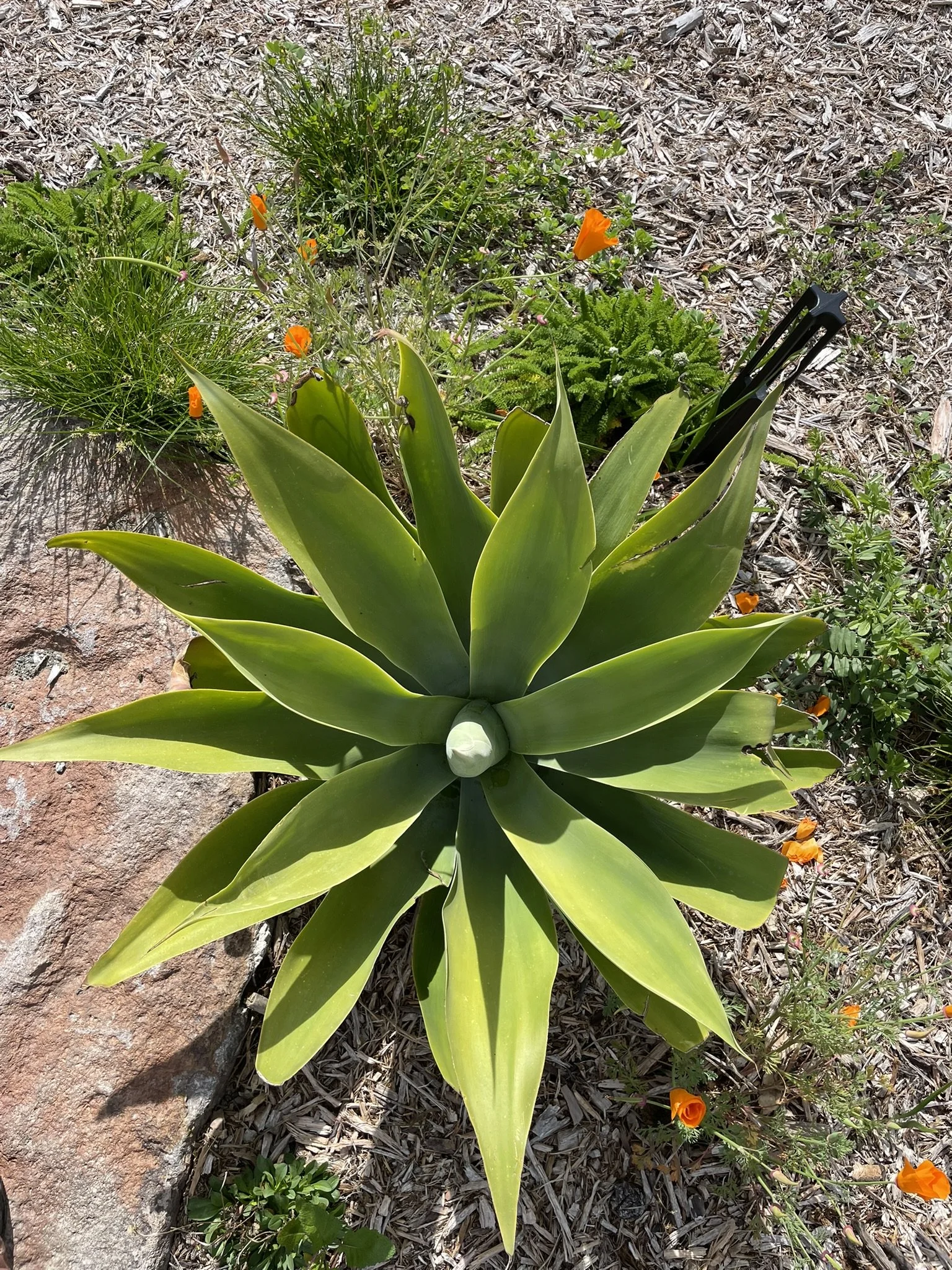 Agave attenuata and California poppies