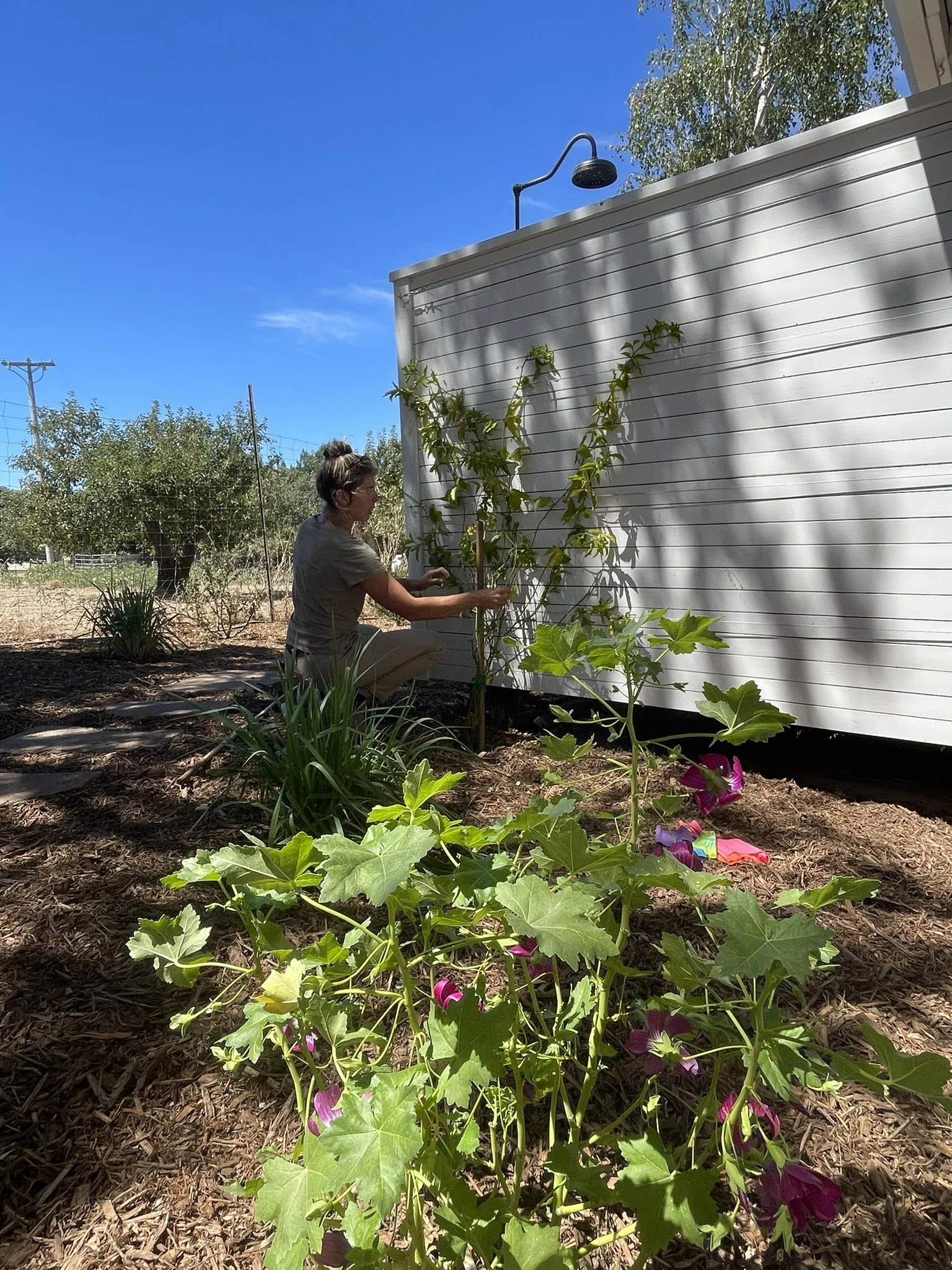 Kelsi trellising passionflower vines to adorn the outdoor bathroom walls. Foreground: Lavatera 'Black Heart'