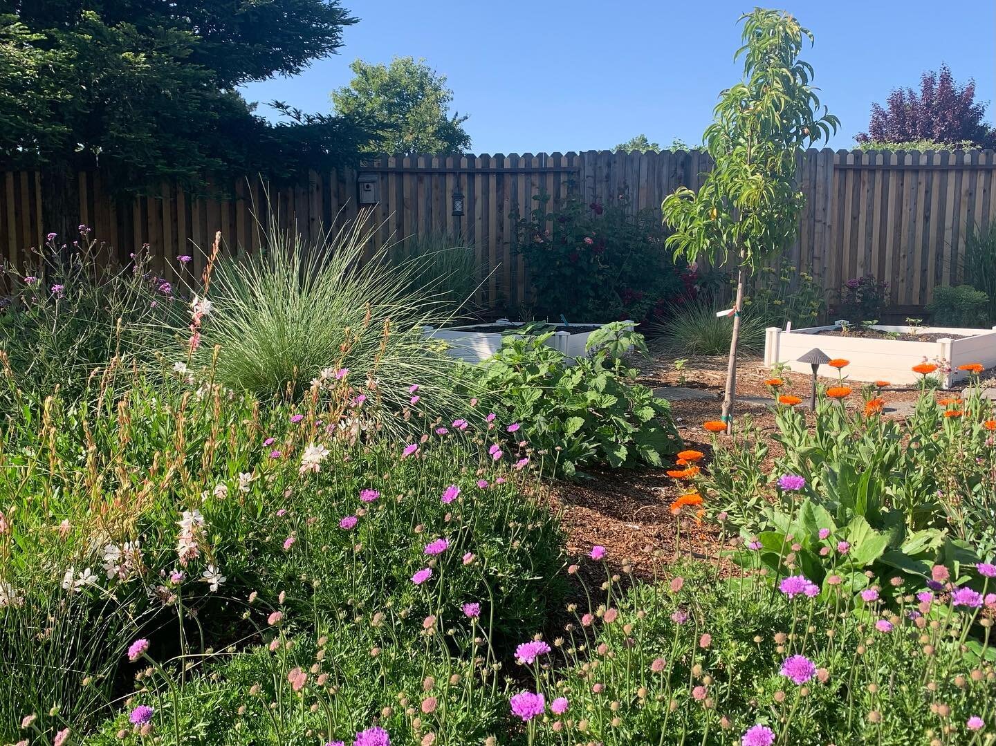 Spring finally feels like it has arrived!! So excited to see all the spring blooms just around the corner 🌱

This is the optimal time to plant as the ground is well saturated and before the summer heat sets in. 

Fun photo shoot of just planted mead