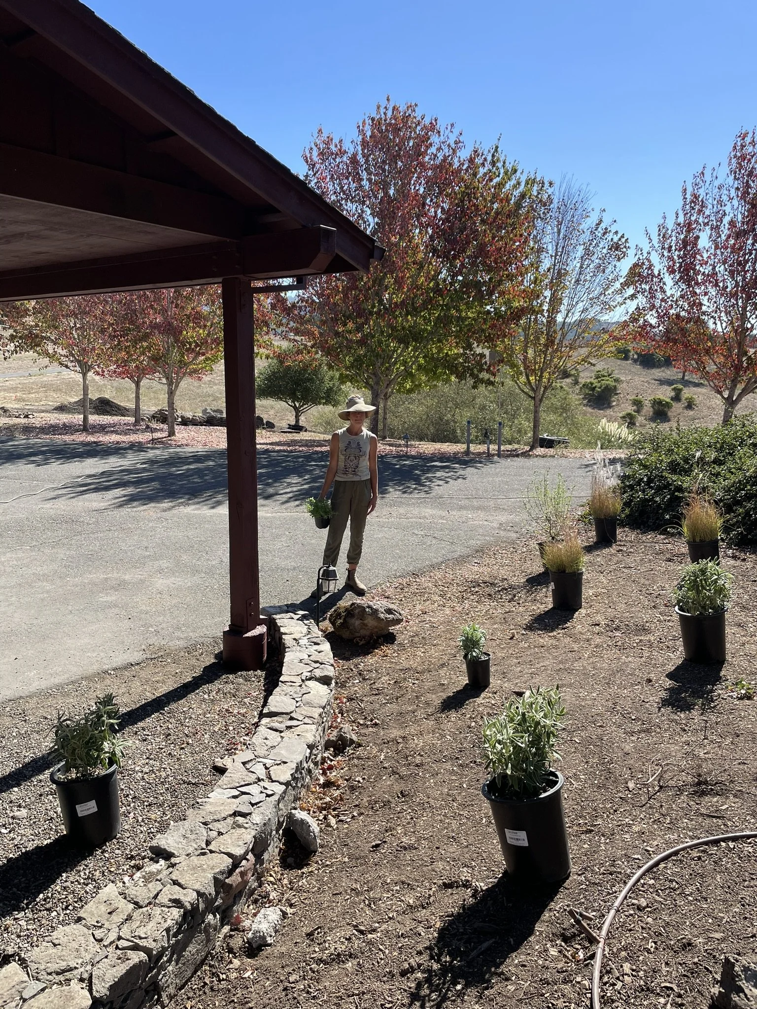 In progress planting at the property guest house featuring ornamental grasses, perennial pollinator plants, groundcovers, and low evergreen shrubs