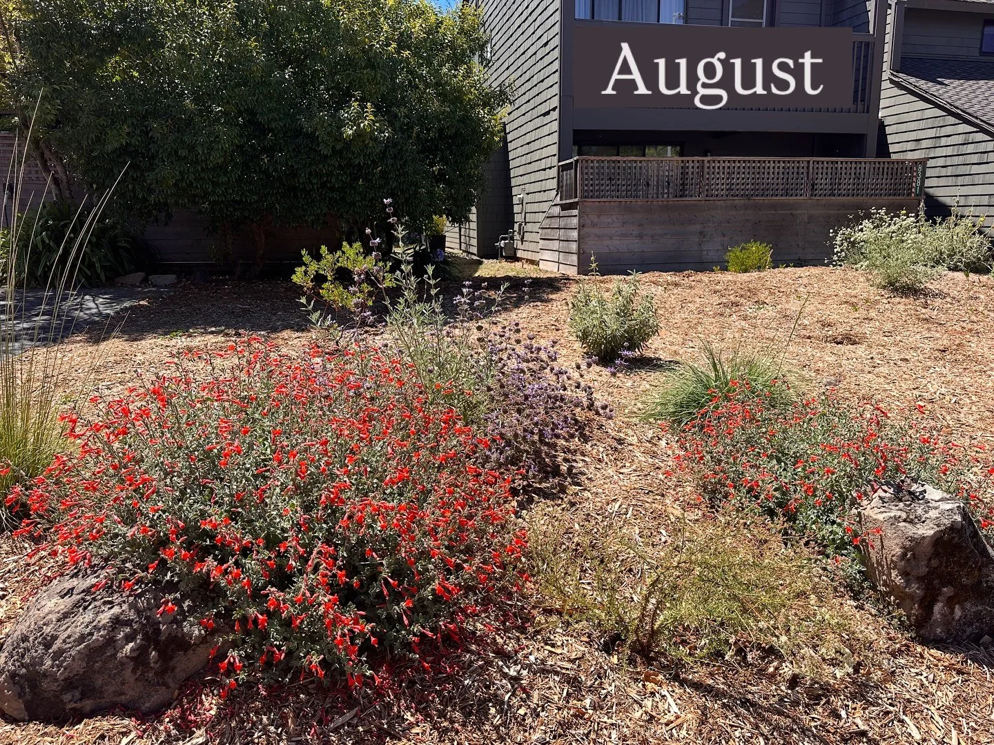 First summer glow up in Sebastopol featuring #californianativeplants that look awesome in their first year: California Fuchsia, California Fescue, Sticky Monkey Flower, and Cleveland Blue Sage. 
To get the most out of your first year in a newly plan