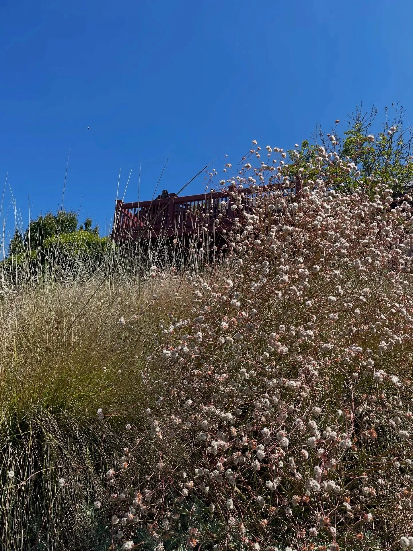 Buckwheat turning from cream to rust in August. Covered in bees. Blending beautifully into the long stems of Deergrass in bloom
