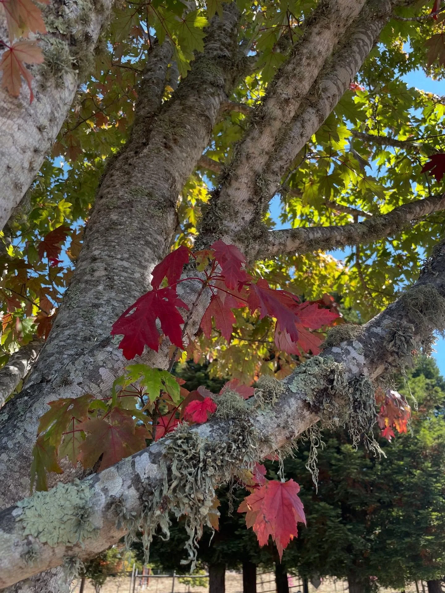 Quiet signs of summer fading to autumn π  The feeling of warm afternoons ending as dusk arrives sooner with each passing day. Late summer blooms offering respite habitat. Berries and fruit setting to the delight of birds. Cool season grasses awakeni
