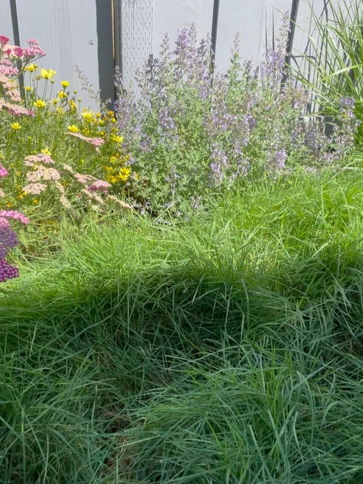 Discovered a bit of magic in this Santa Rosa garden we installed in May. Nestled beneath the yarrow umbels and native bentgrass blades, beside Sonoma fieldstone mountains (boulders), small enough to sip from the morning dew drops now live two fairies