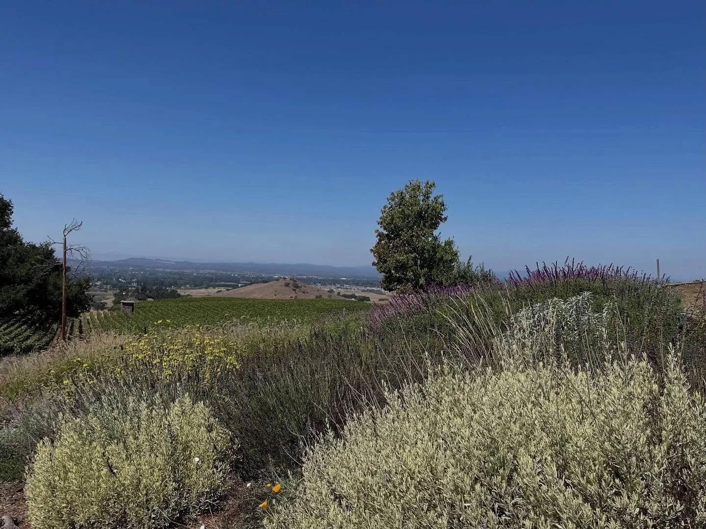 Field of lavender and salvias blur themselves into a soft fragrant dream