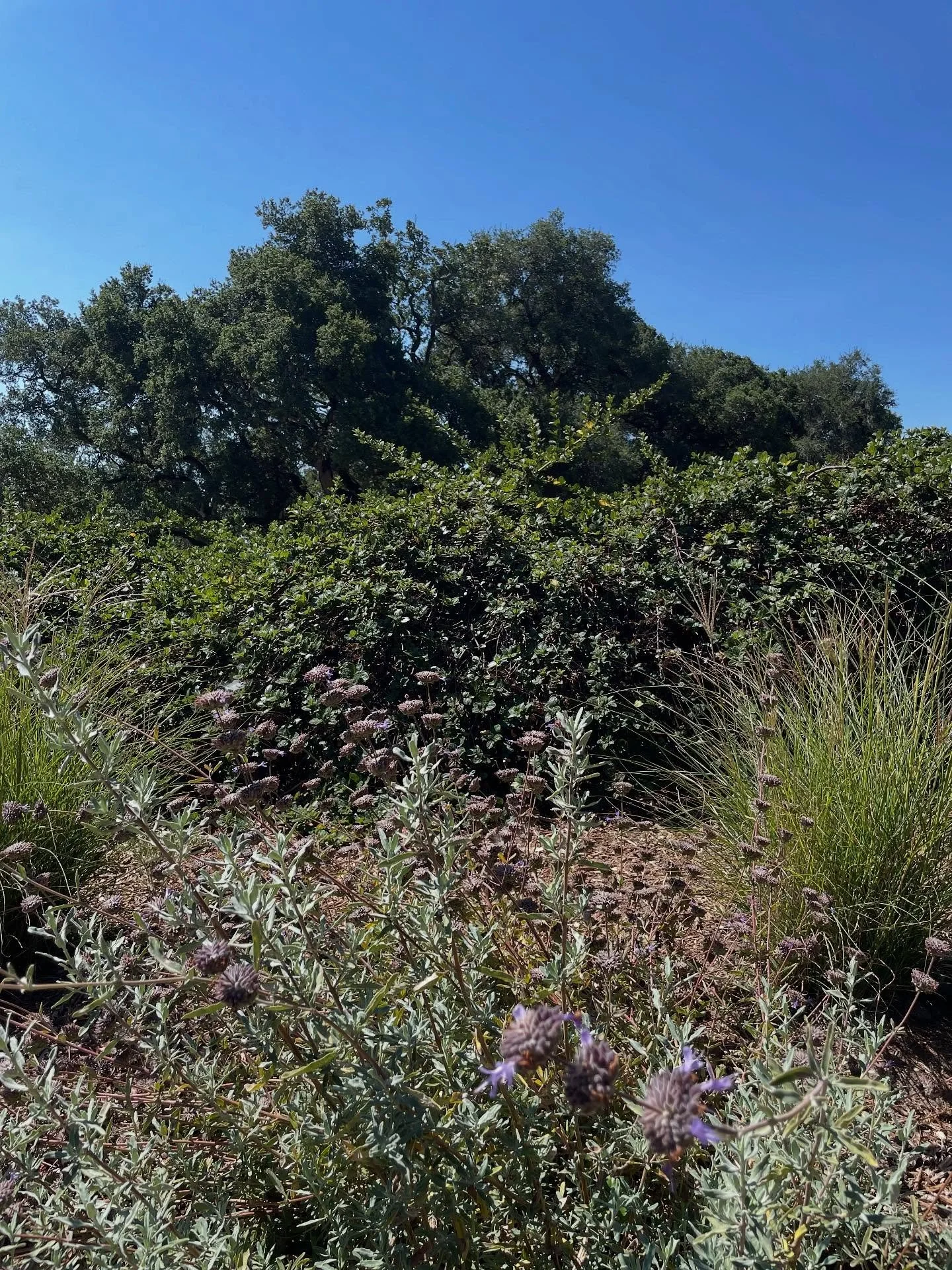 Ceanothus as an evergreen backdrop to the fragrance and buoyancy of Salvia ‘Pozo Blue’ and Miscanthus ‘Yaku Jima’