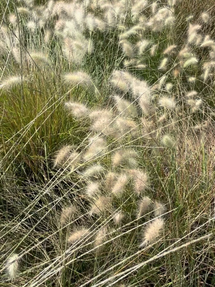 Sunday To-Do list: 3-5 uninterrupted hours of meadow frolicking 
#meadow #meadowlands #wildearthgarden #landscapedesignbuild