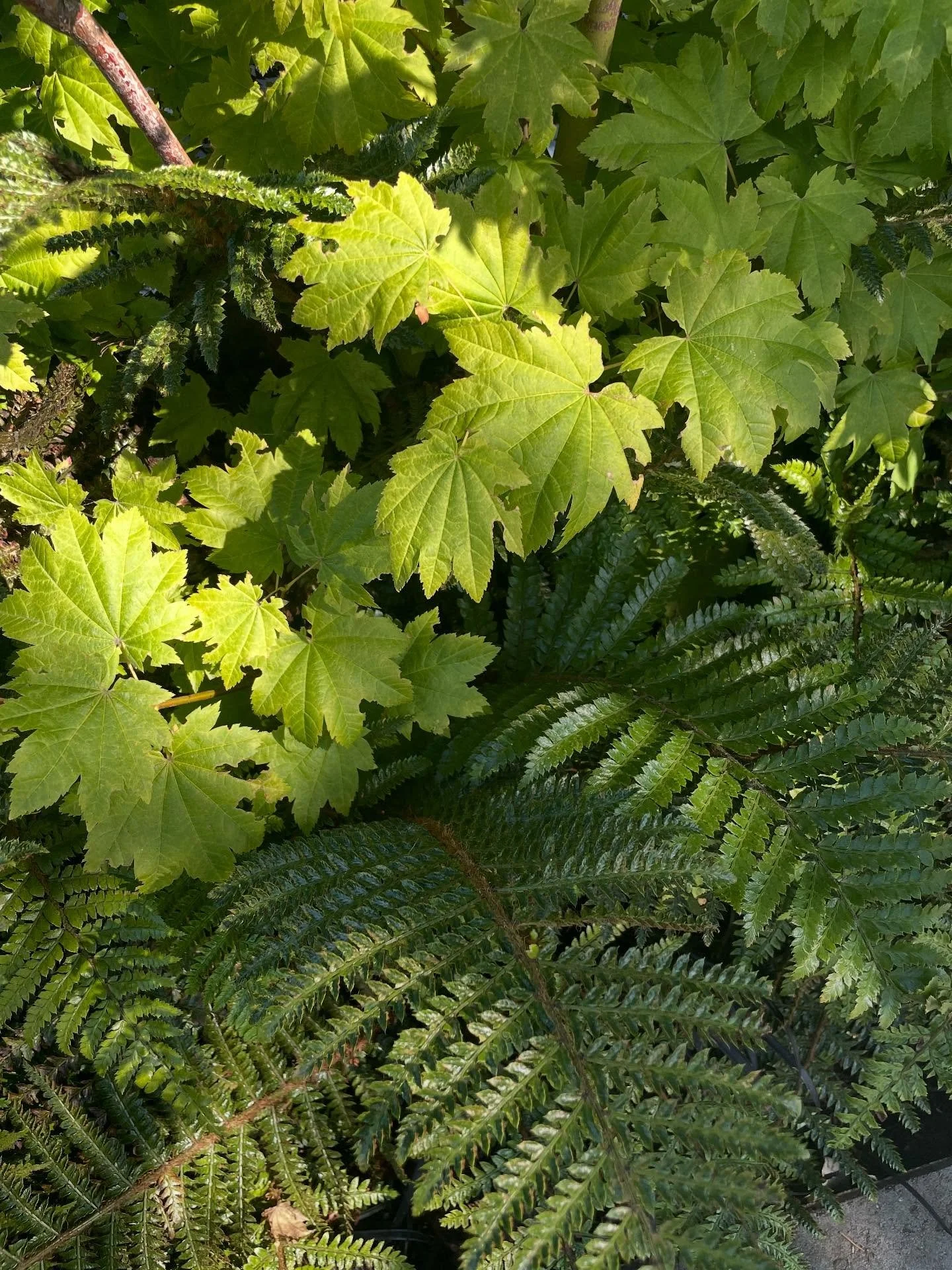 Texture play! 

#gardendesign #texturalplanting