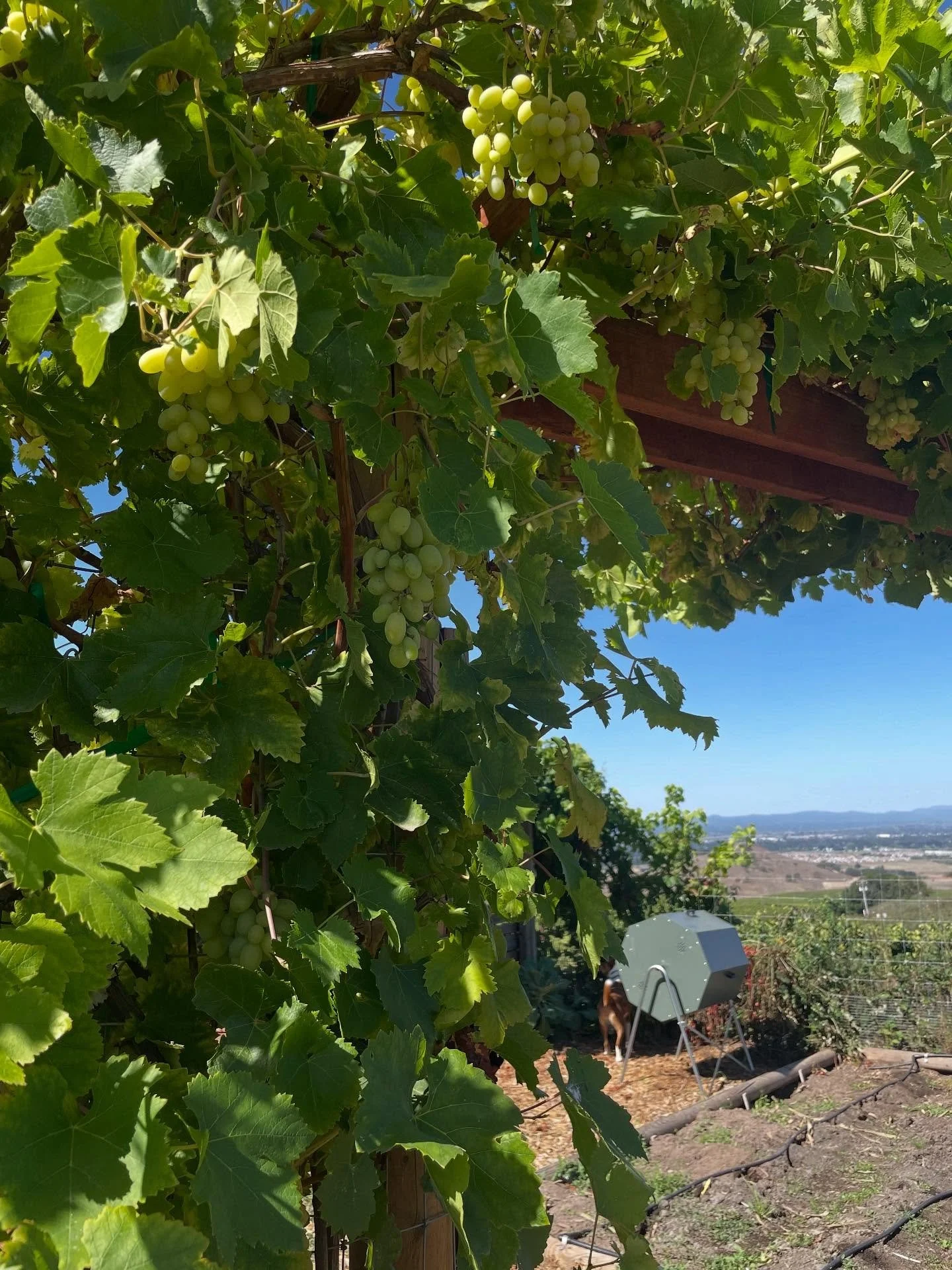 These table grapes frame the entrance into the culinary garden beautifully and mark the transition into a space of nourishment and care. These vines are only two years old and already envelop the 10ft wooden arbor. 

Consider adding a grapevine or tw