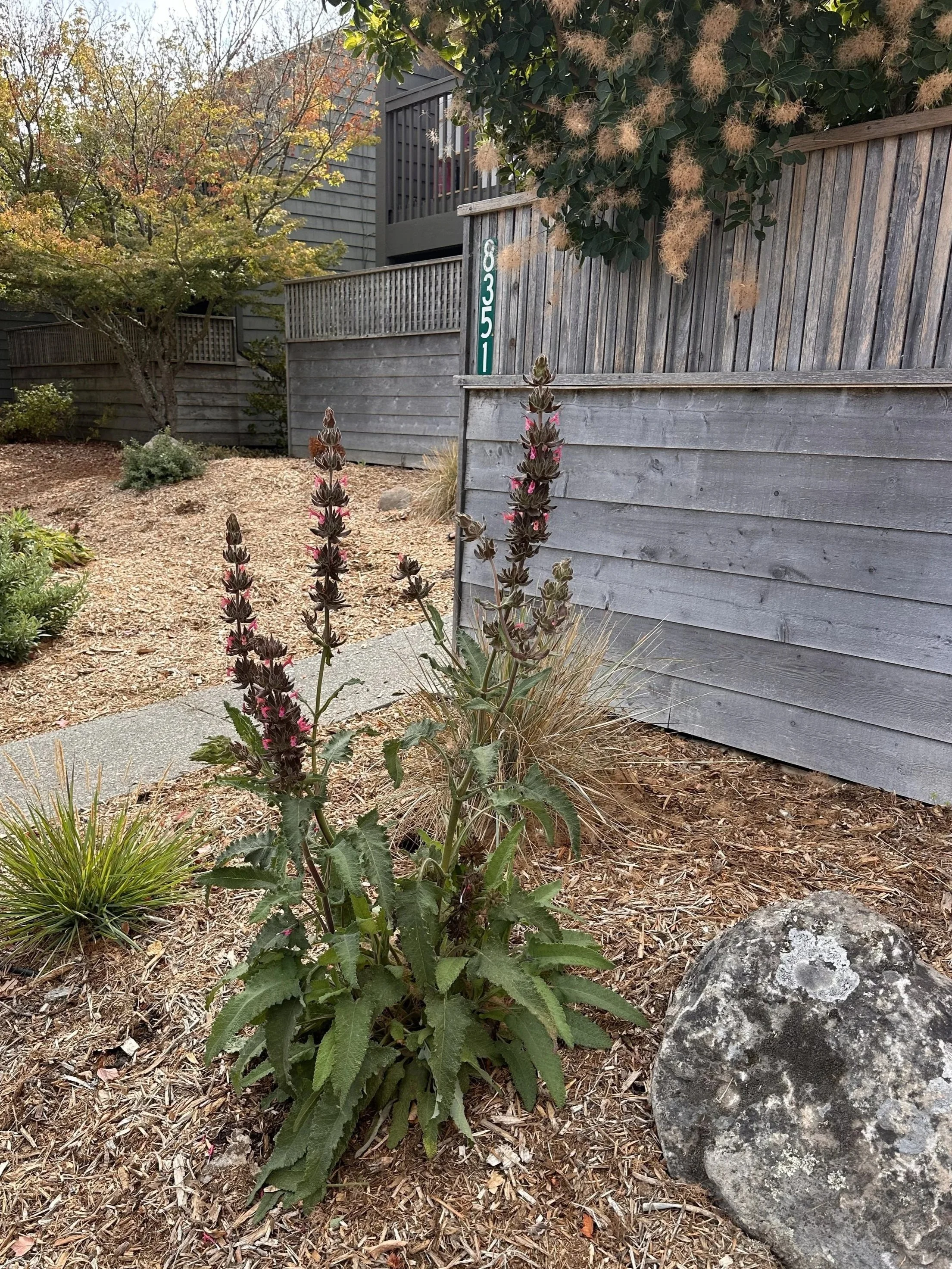Salvia spathacea (CA Native hummingbird sage) growing tall in it's first summer planted