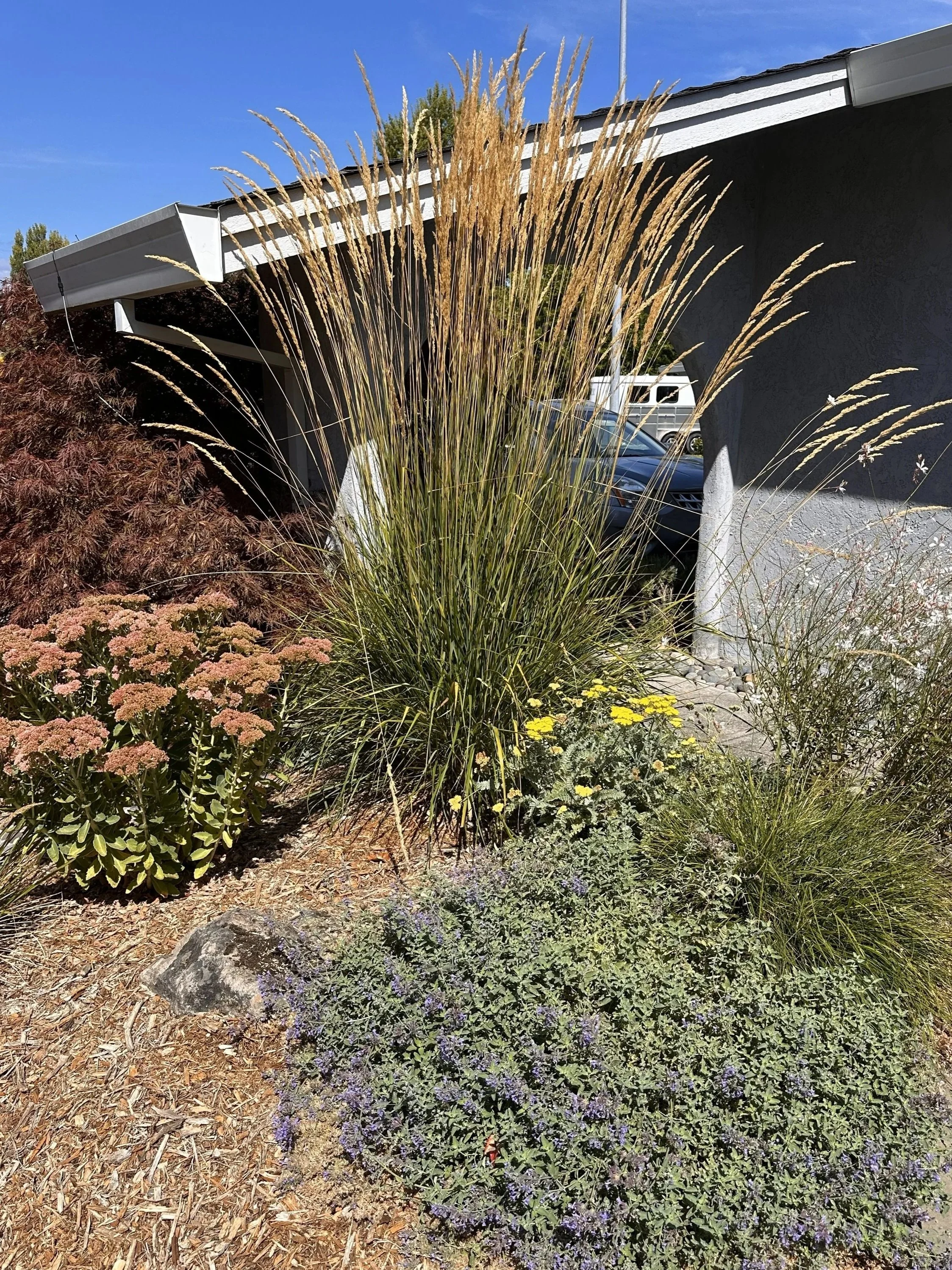 This 'Karl Foerster' grass blocks the driveway from view  while colorful perennials like Nepeta, Sedum 'Autumn Joy', and Achillea 'Moonshine' bring layers of color