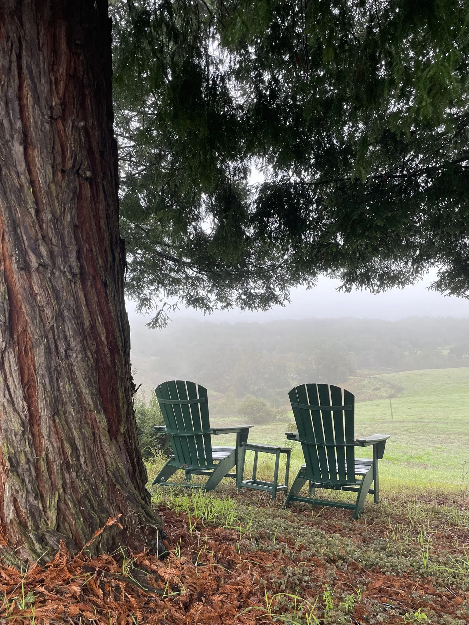 Quiet seating area perfect for bird watching beneath the Redwoods