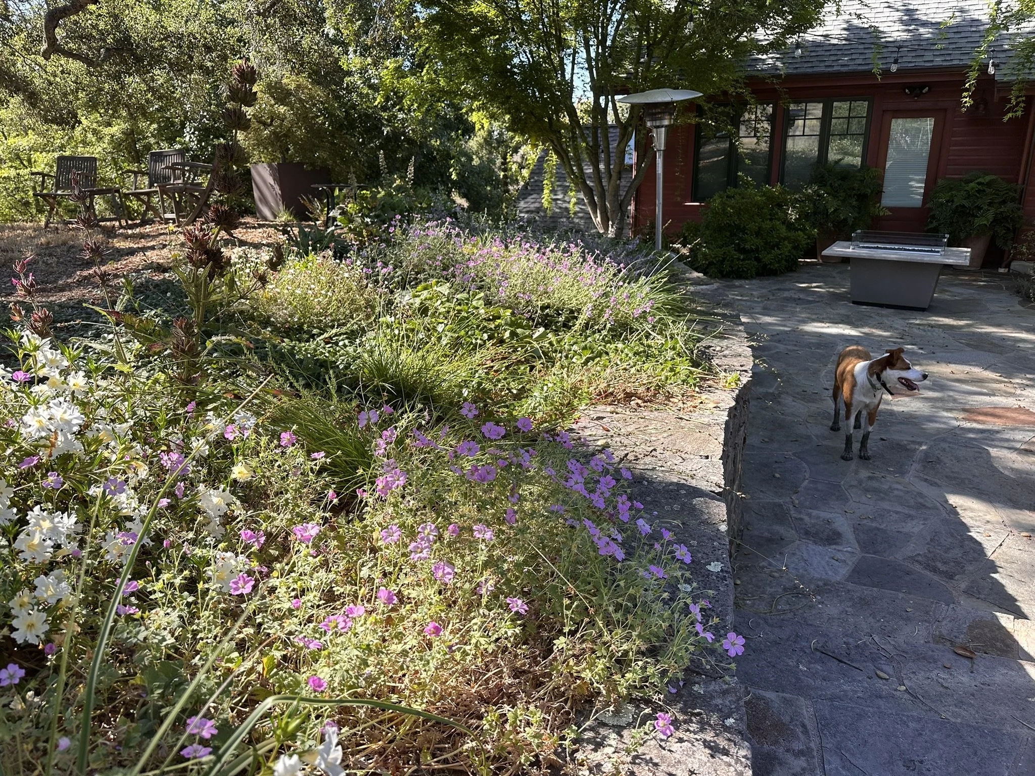 Wild Earth pup Tara observes the wildflower understory alongside the home's back patio