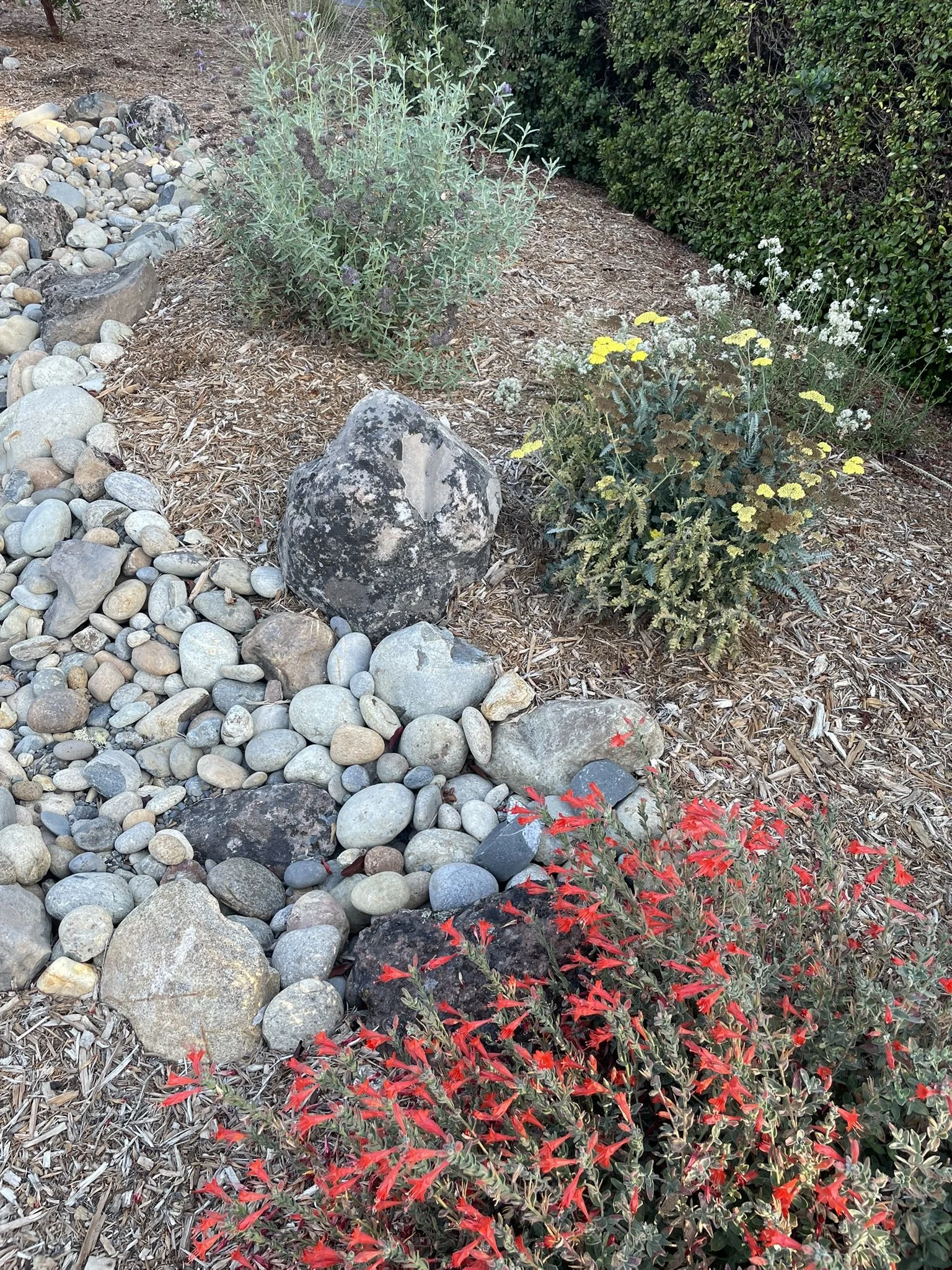Late summertime look at California native Fuchsia (red), Achillea (yellow), and Salvia (purple) planted on the berms of a dry creek bed
