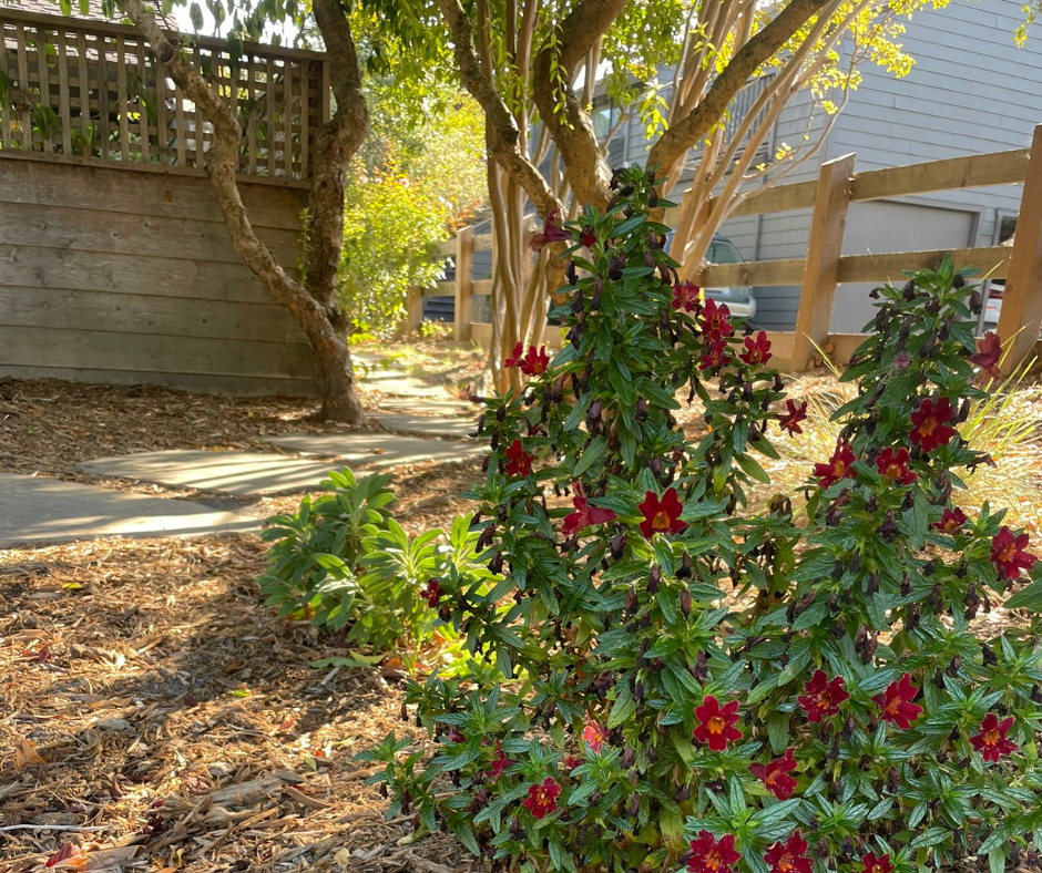 Sticky Monkey Flower in bloom next to a flagstone pathway