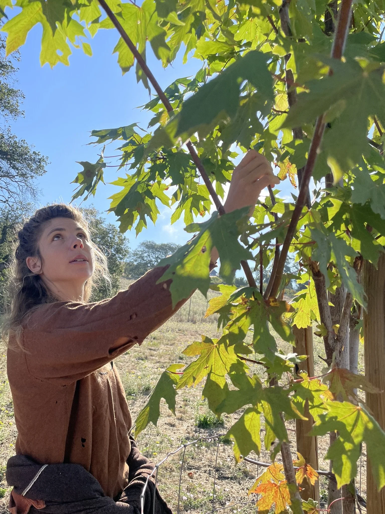 Kelsi checks a young Acer Macrophyllum (Big Leaf Maple)