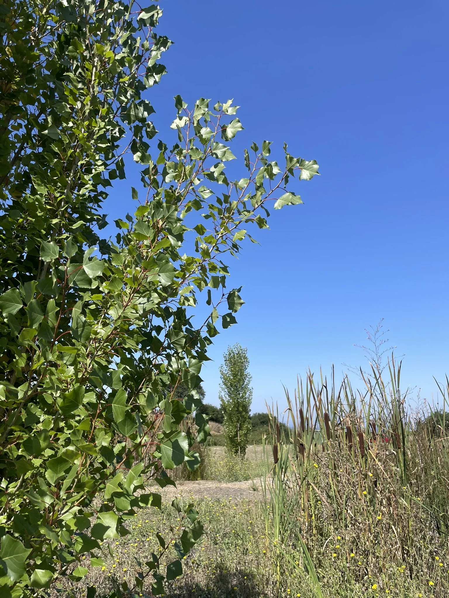 Riparian plants of Cottonwoods and Cattails fill the streambed
