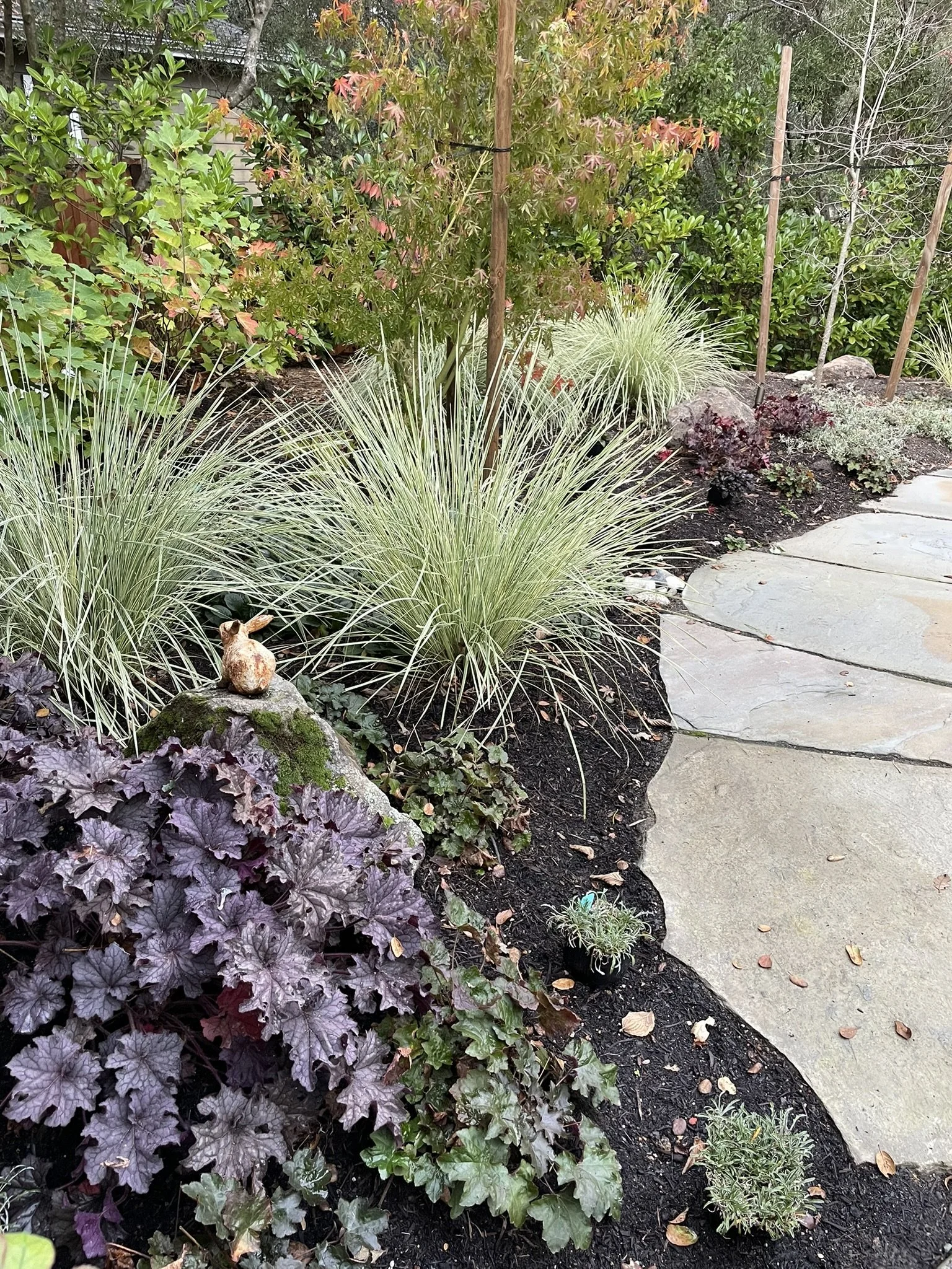 Lomandra 'Platinum Beauty,' Heuchera 'Palace Purple', and multiple varieties of Ajuga fill the understory