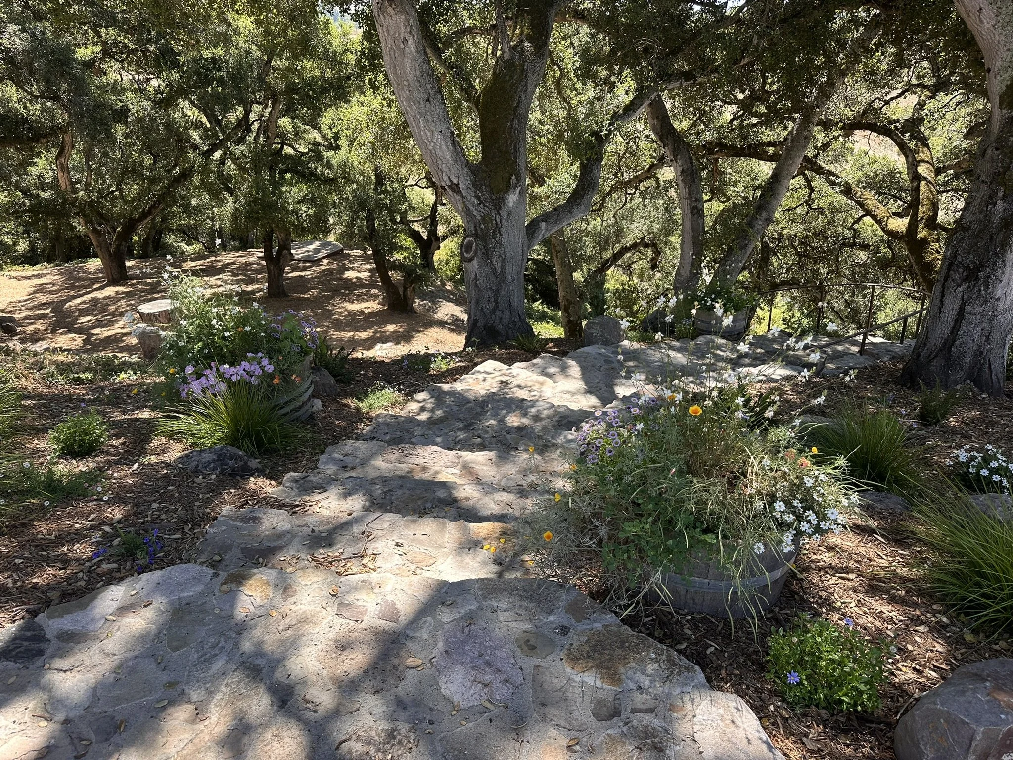 CA Native oak woodland