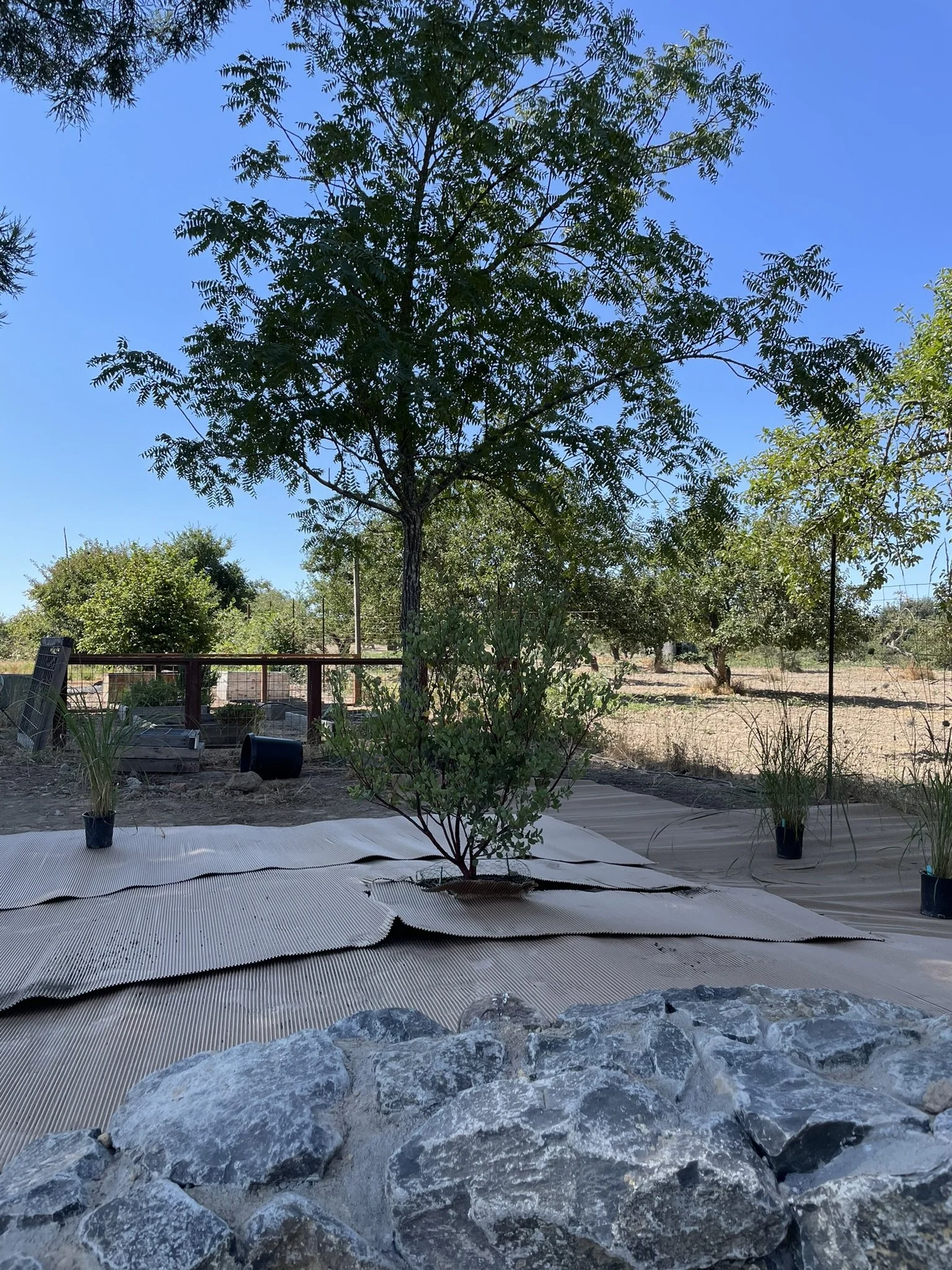 In progress photo showing cardboard sheet mulching 