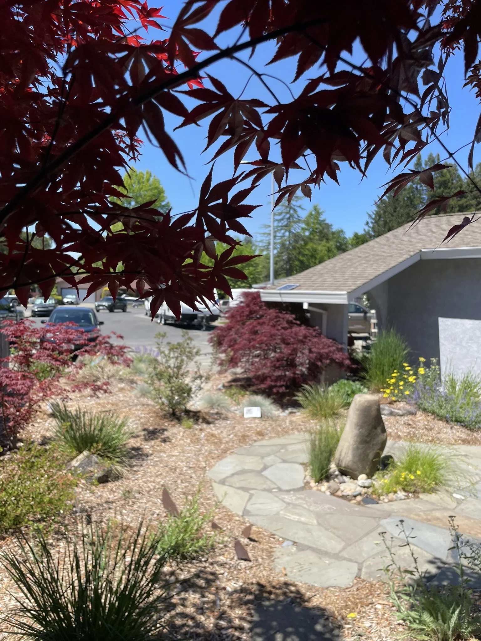 View from beneath an existing Japanese Maple showing the boulder fountain and flagstone sunset patio