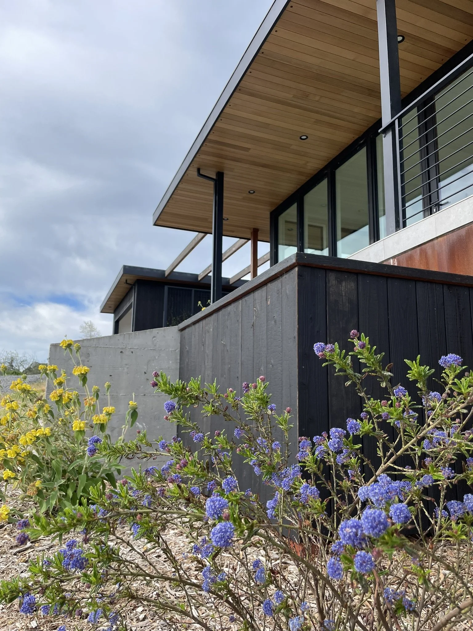 Utilities hidden behind Ceanothus and Phlomis plantings