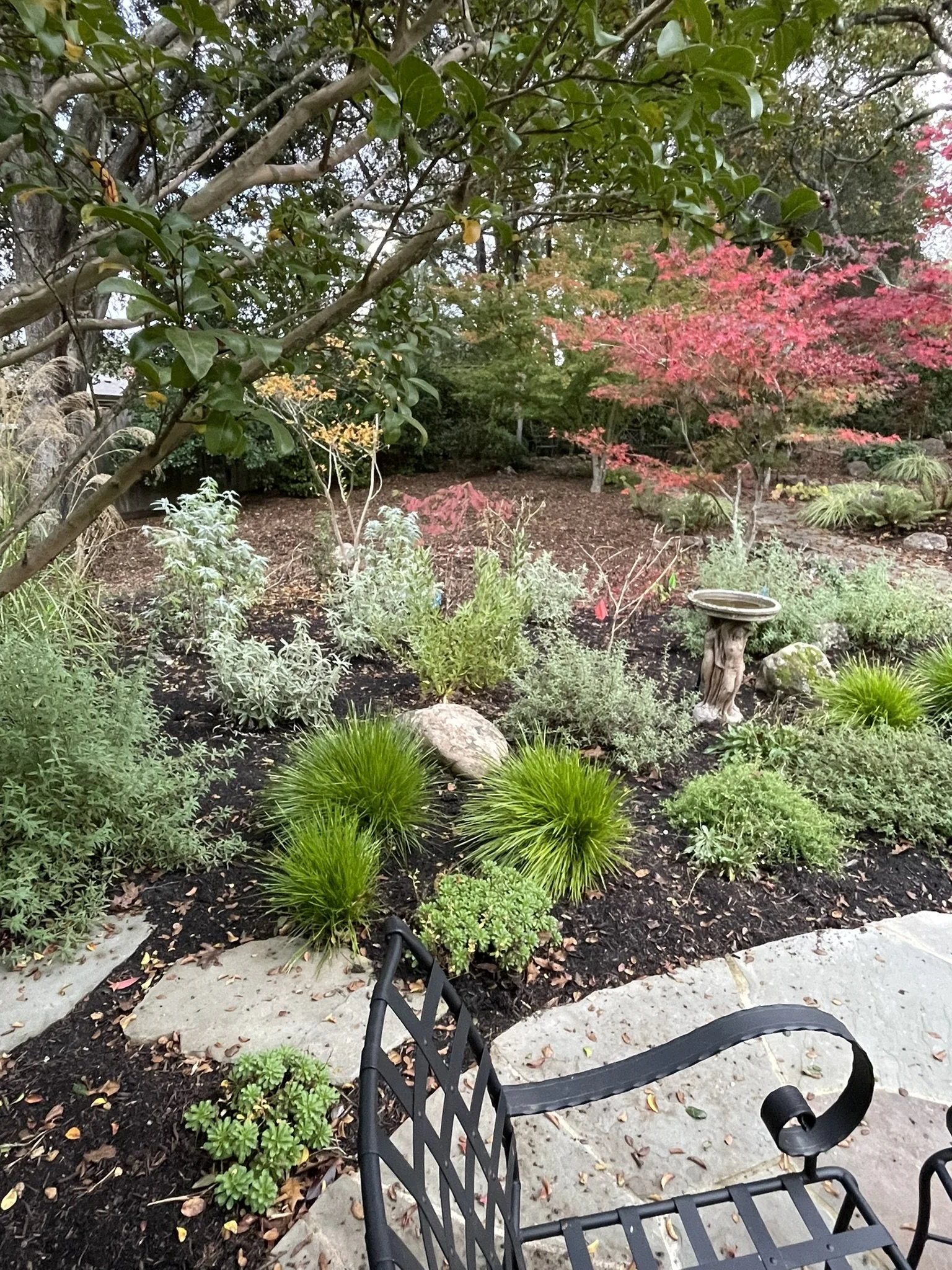 Poolside seating area with full sun planting of pollinator and bird-friendly species