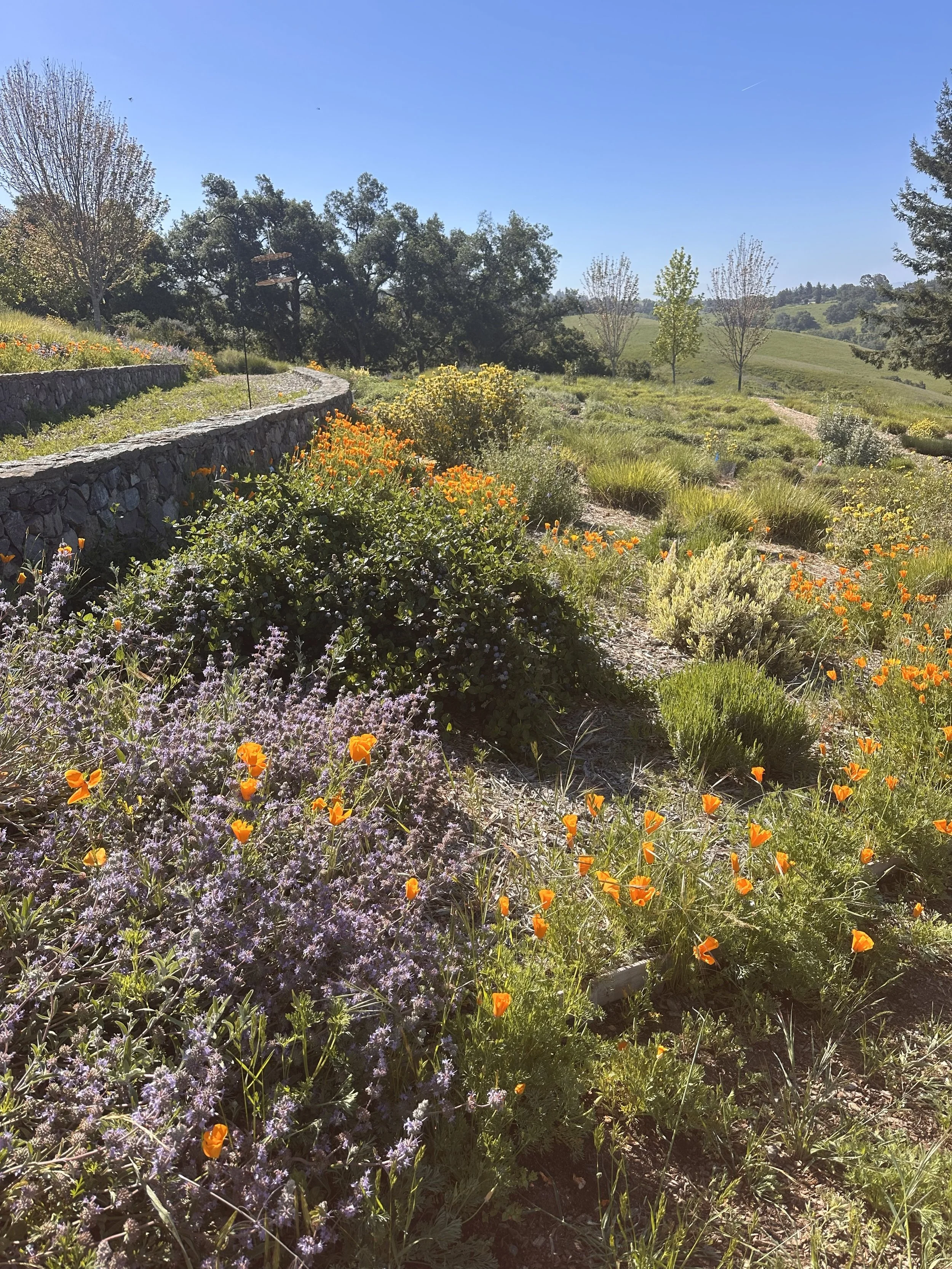 California Poppies spread throughout the meadow planting, mixing beautifully with Salvia clevlandii, Ceanothus, and Phlomis