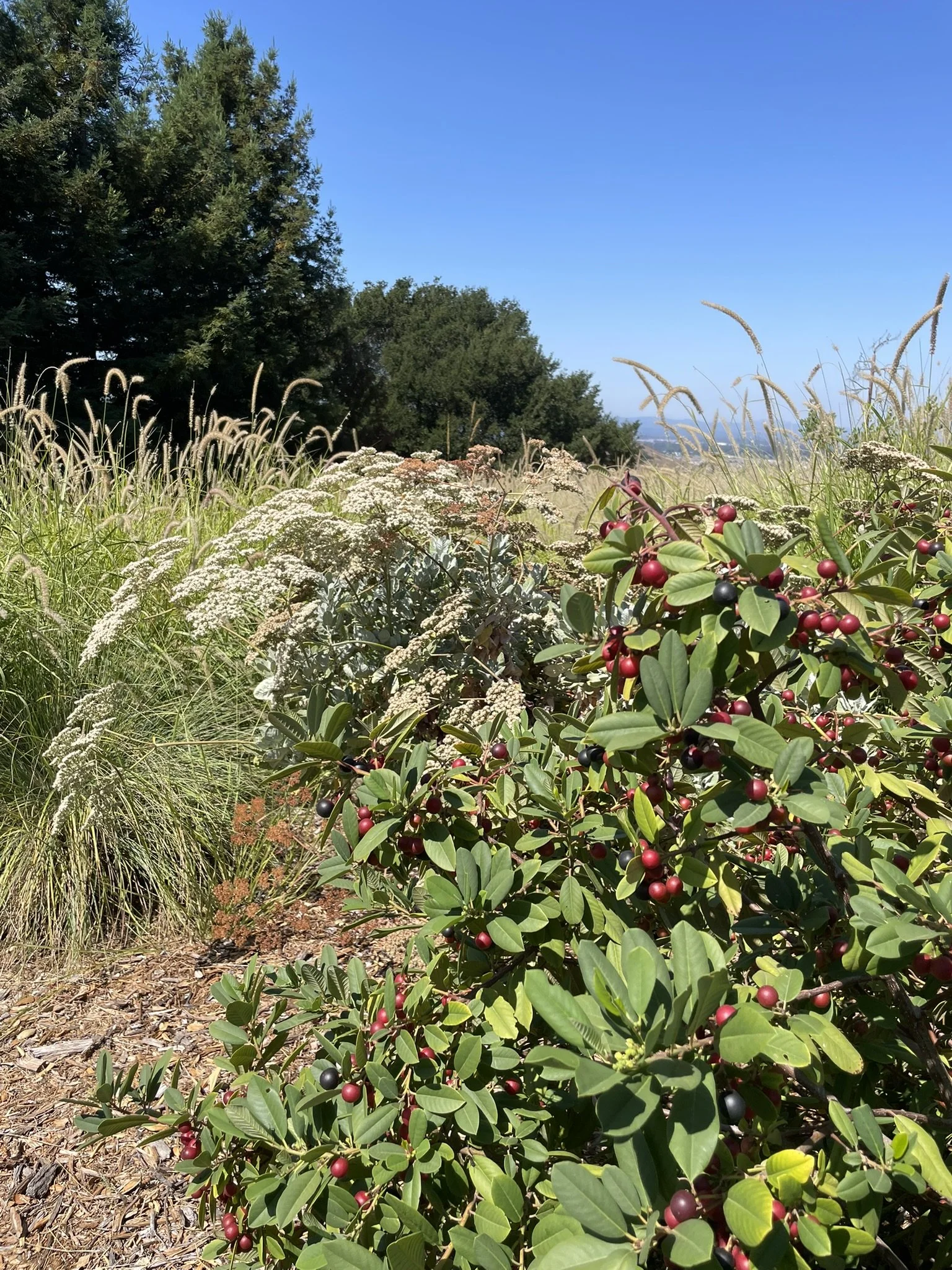 CA Native coffeeberries and buckwheats
