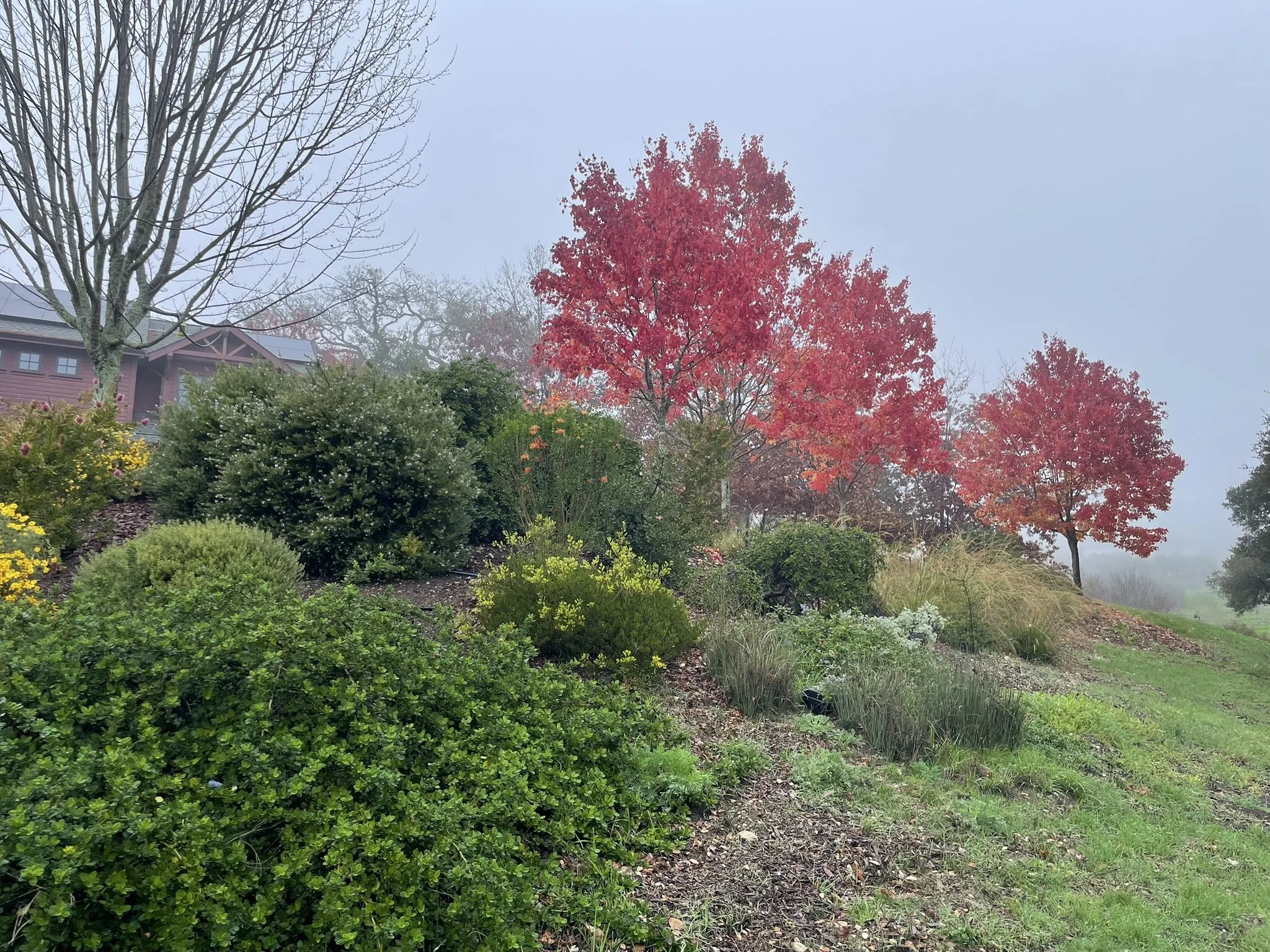Maples in the December morning mist