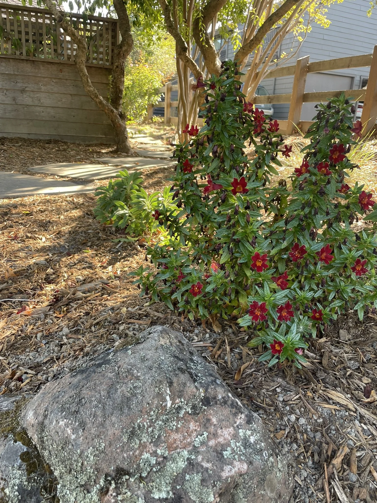 Mimulus (Sticky Monkey Flower) blooms in dappled sunlight in it's first summer