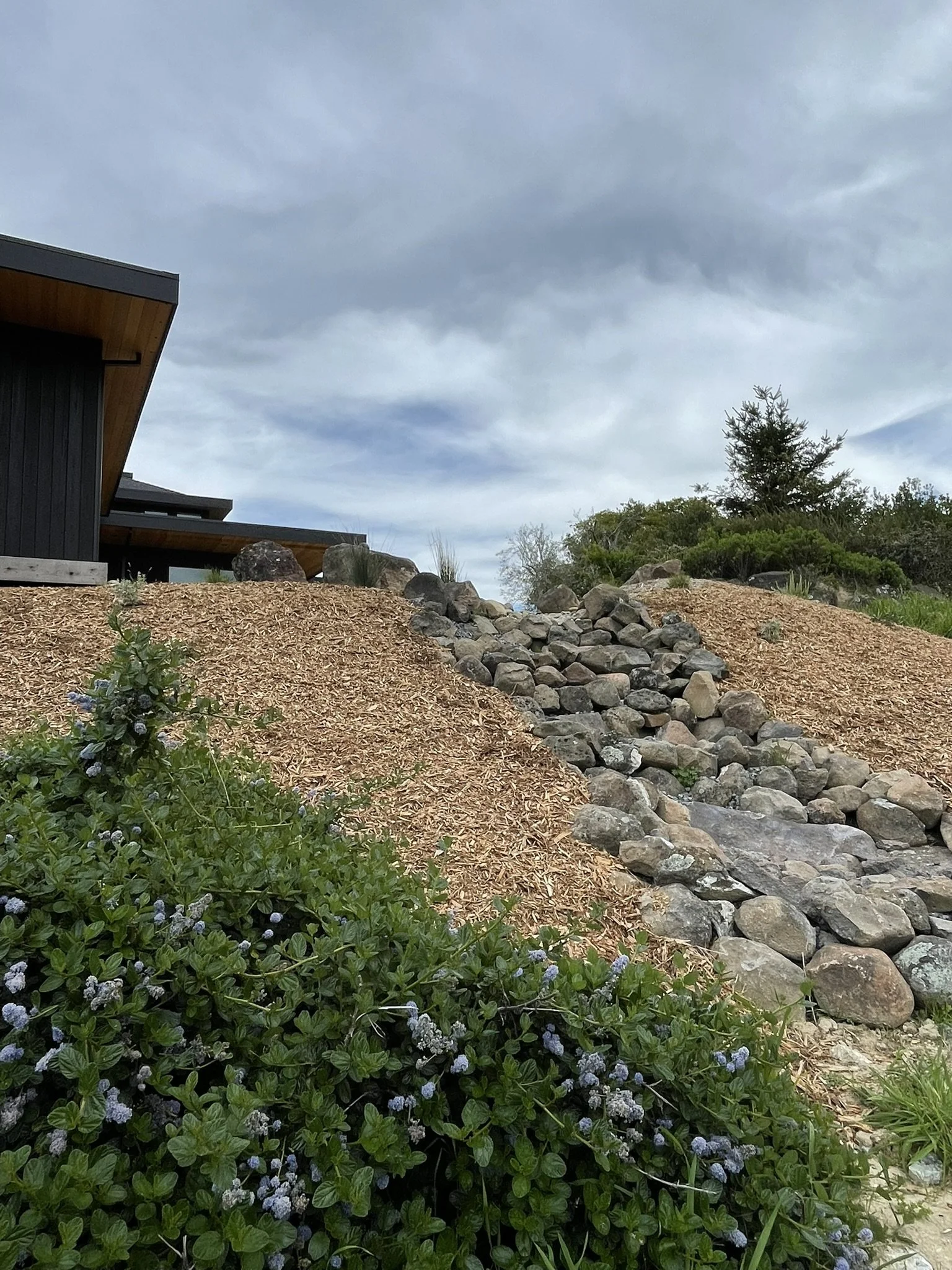 Ceanothos hold an erosion-prone hillside together while stormwater is conveyed away from the home over drain rock and rip rap