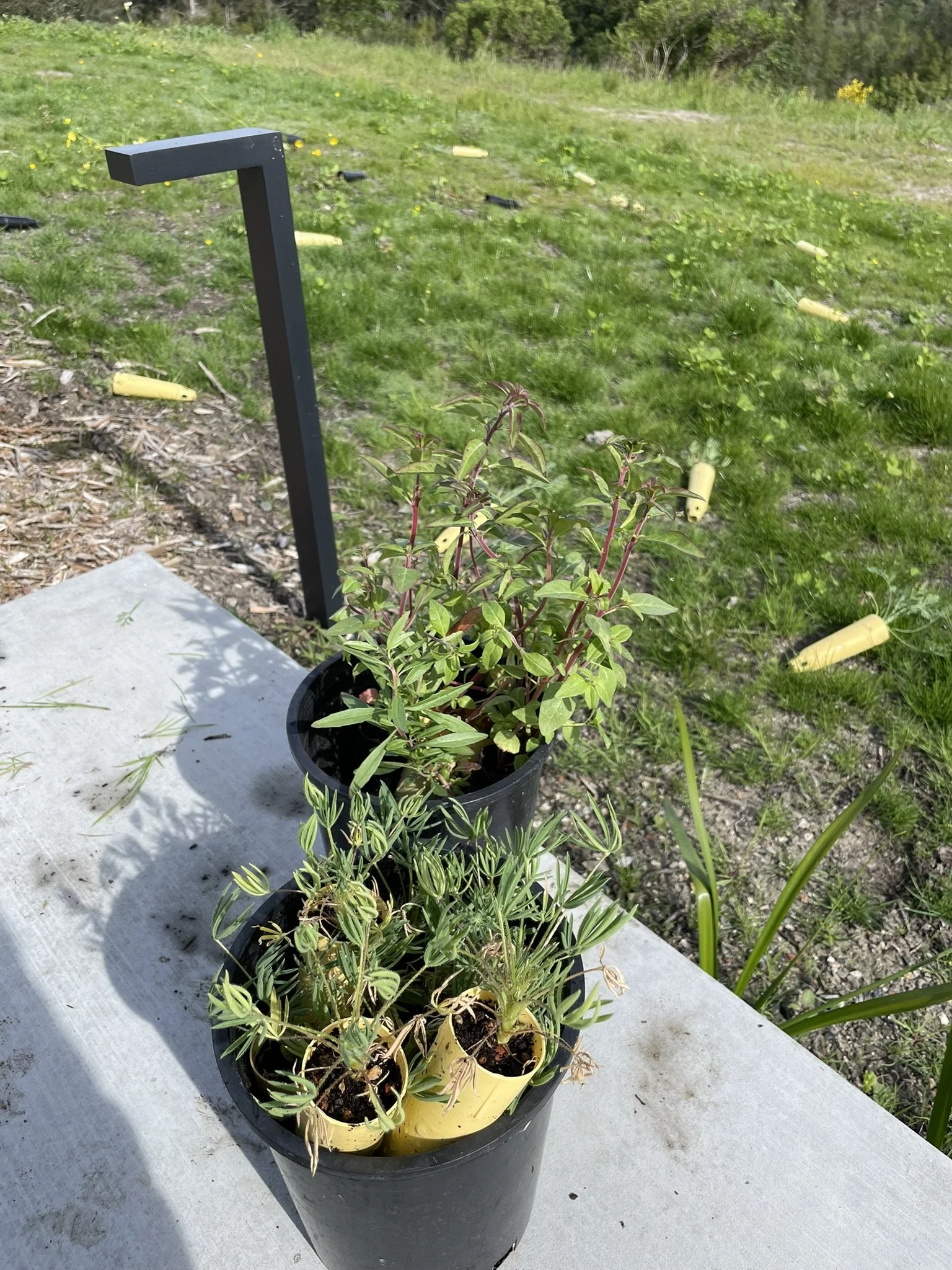 California native plugs being planted in the entry meadow