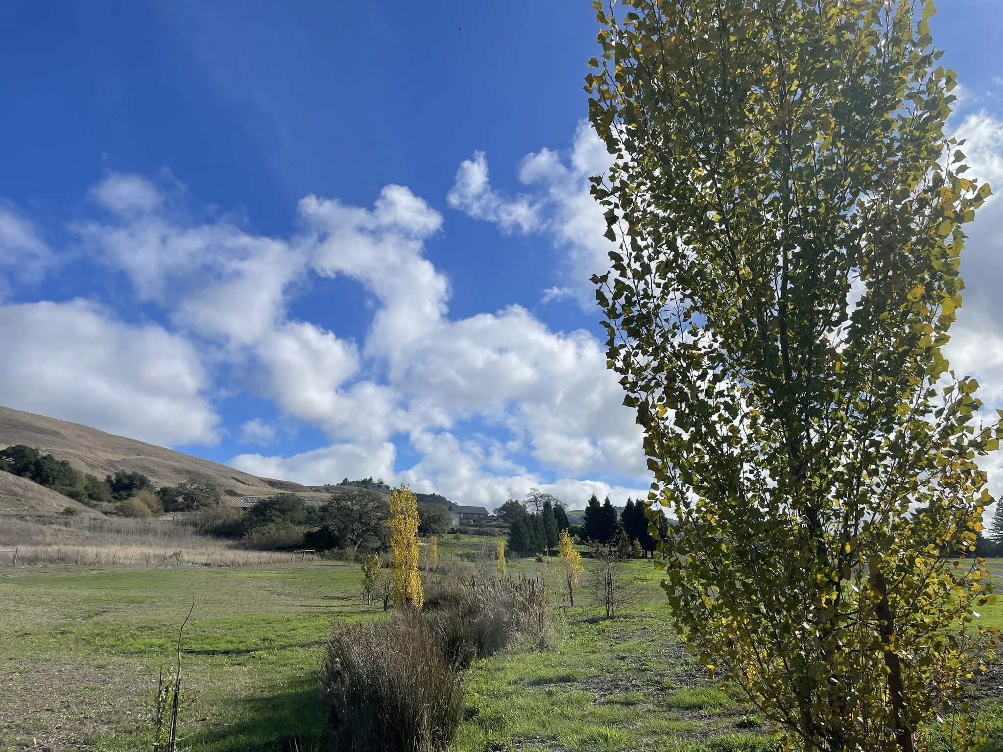 Riparian habitat restoration with CA Native trees including Populus fremonitii, Aceculus californica, and Alnus rhombifolia