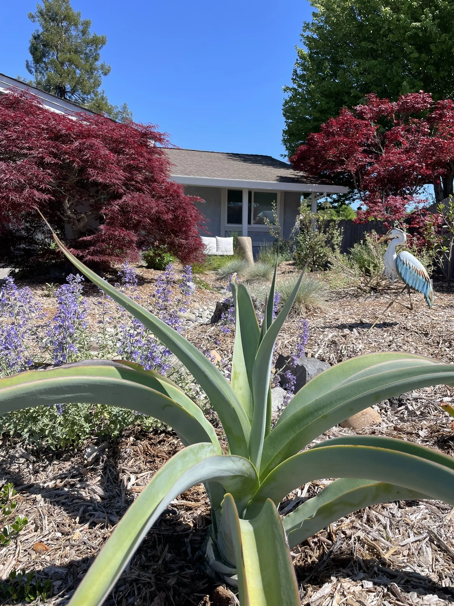 High desert vibes close to the sidewalk using aloes and agaves