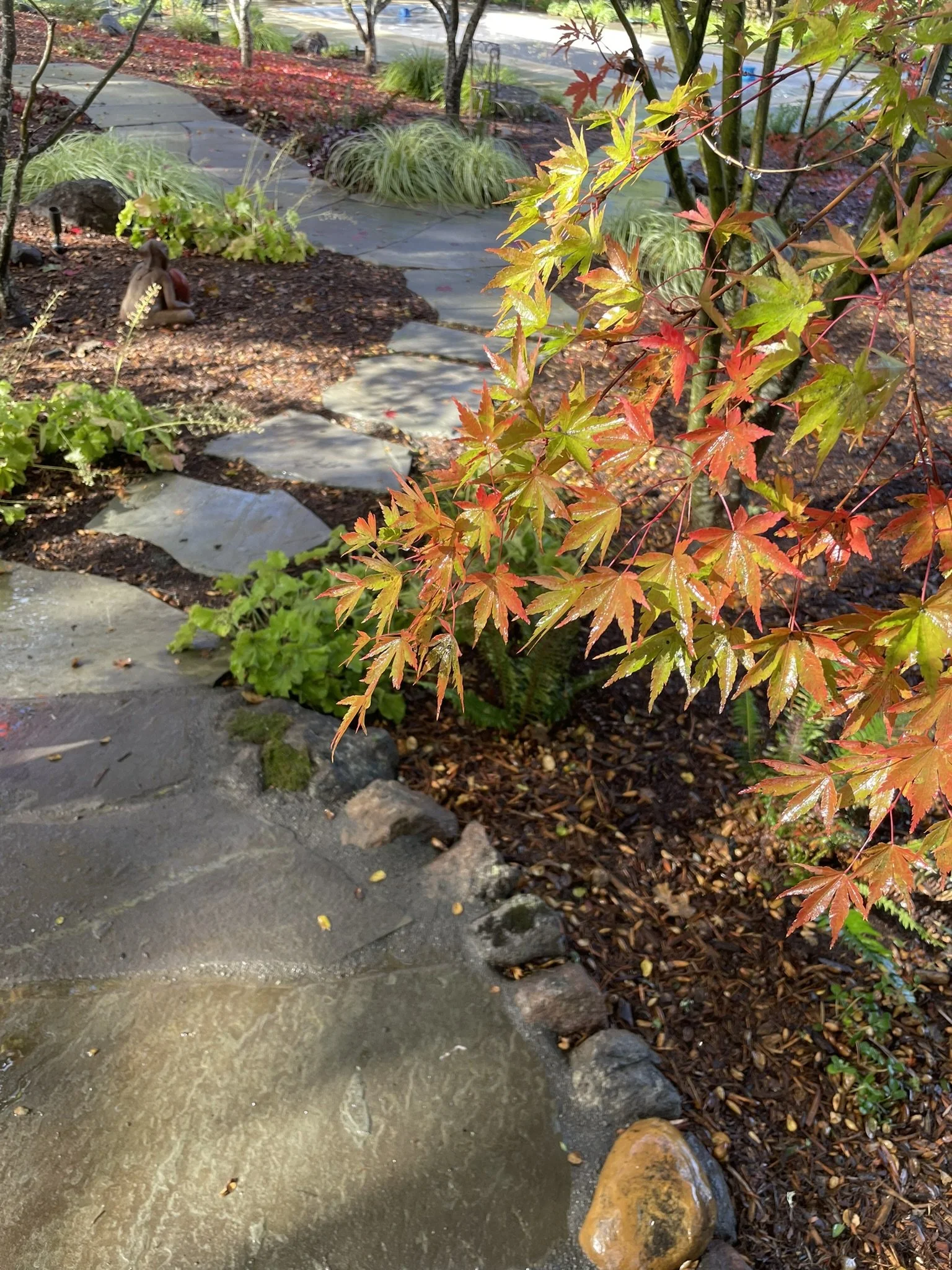 The writers retreat deep within the oak cathedral is bordered by Japanese Maples, Azaleas, Heucheras, Carpenteria, and other shade tolerant plants