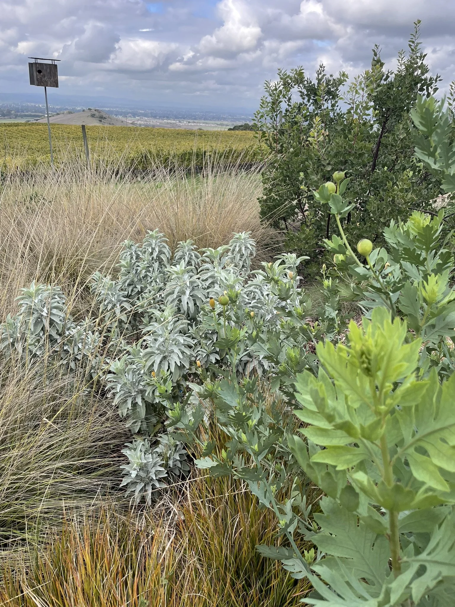 Bird habitat plantings designed with layered CA native plants: Matilija Poppy, St Catherine's Lace Buckwheat, and Dr. Hurd Manzanita. Owl box in the distance
