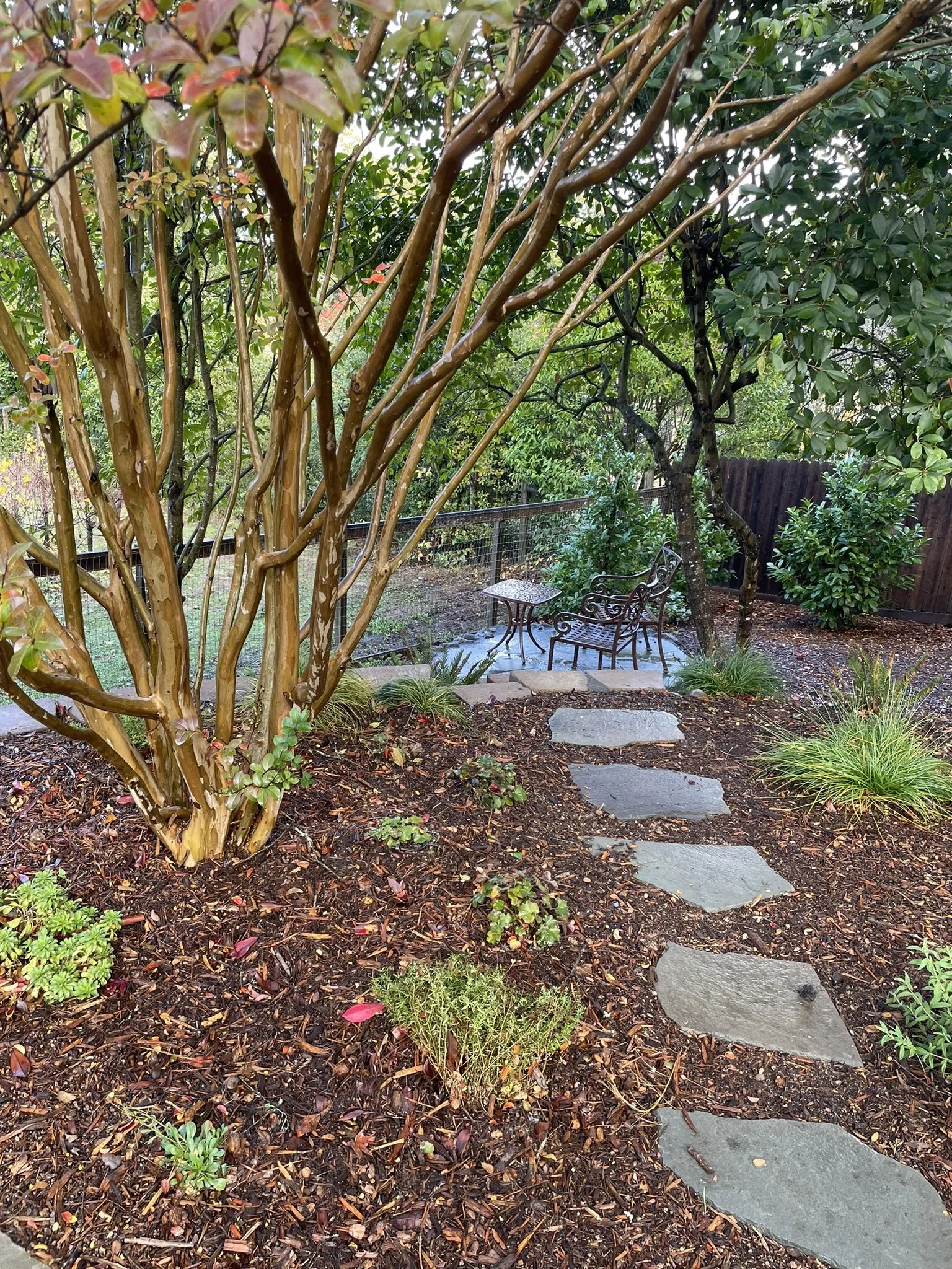 Beneath a multi-trunk Crepe Myrtle a pathway invites rest at the seating area beyond