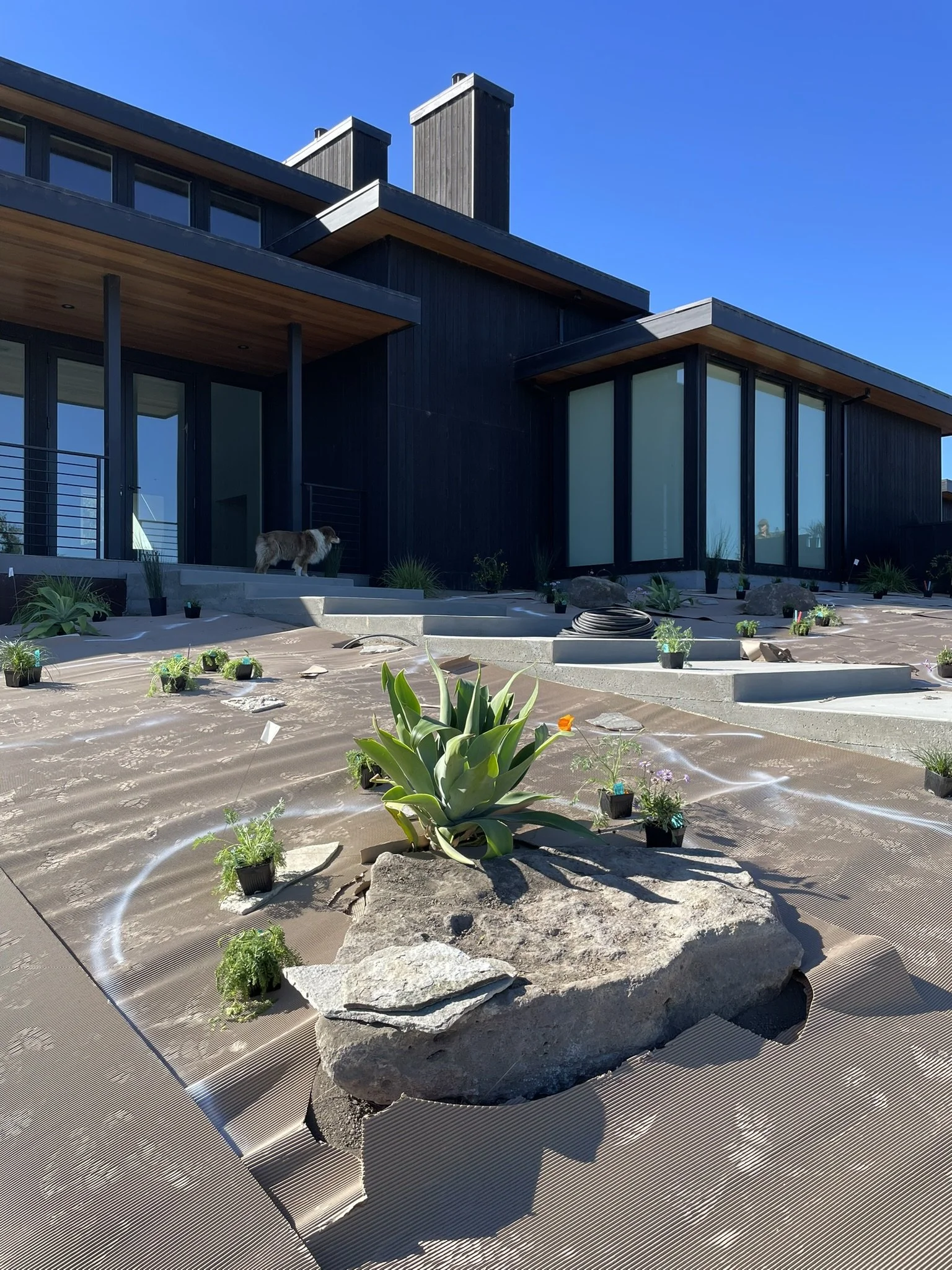 Planting day of the front entry featuring Agaves and blooming perennials