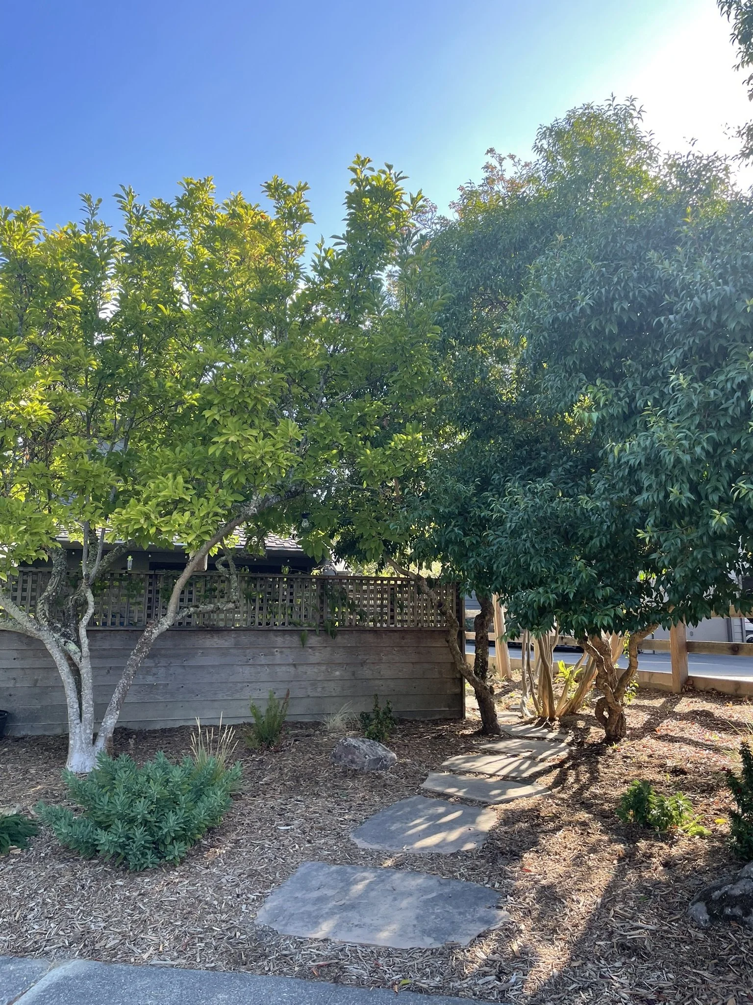 California Fescues and Sticky Monkey Flower soften the dryset flagstone pathway