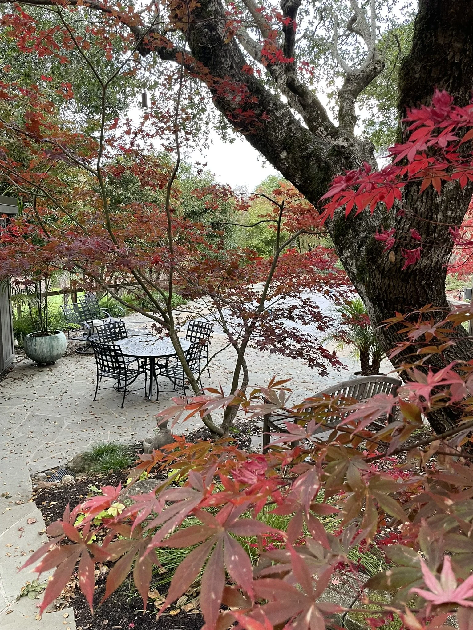 Beneath a mighty native oak tree is a poolside seating area. 